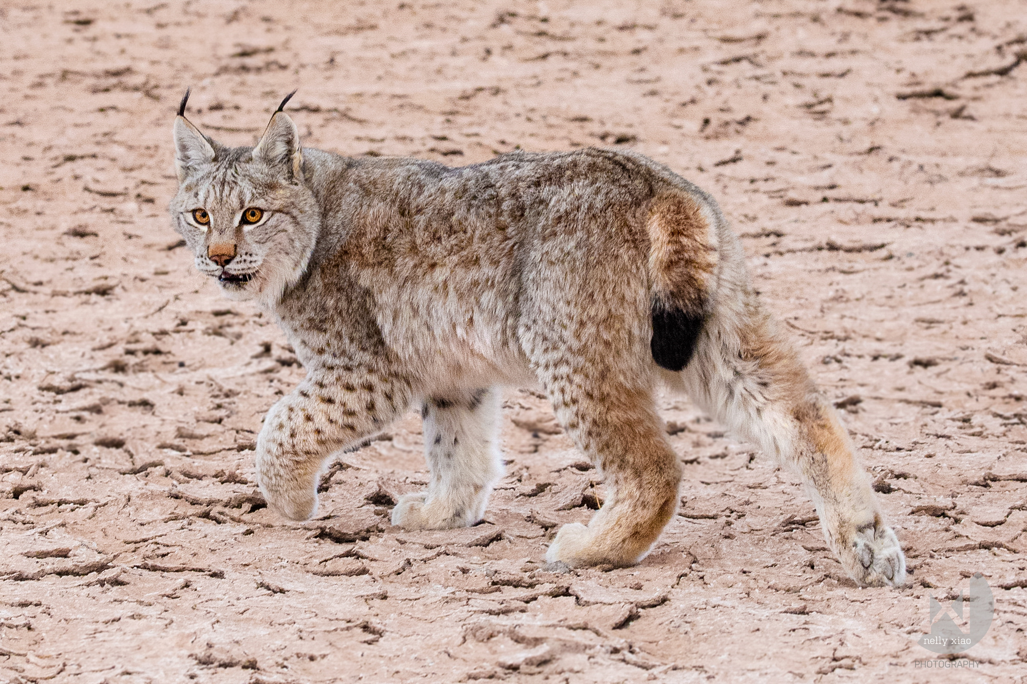   Tibetan mountain lynx   Kekexili Wildlife Conservation, December 2015&nbsp; 