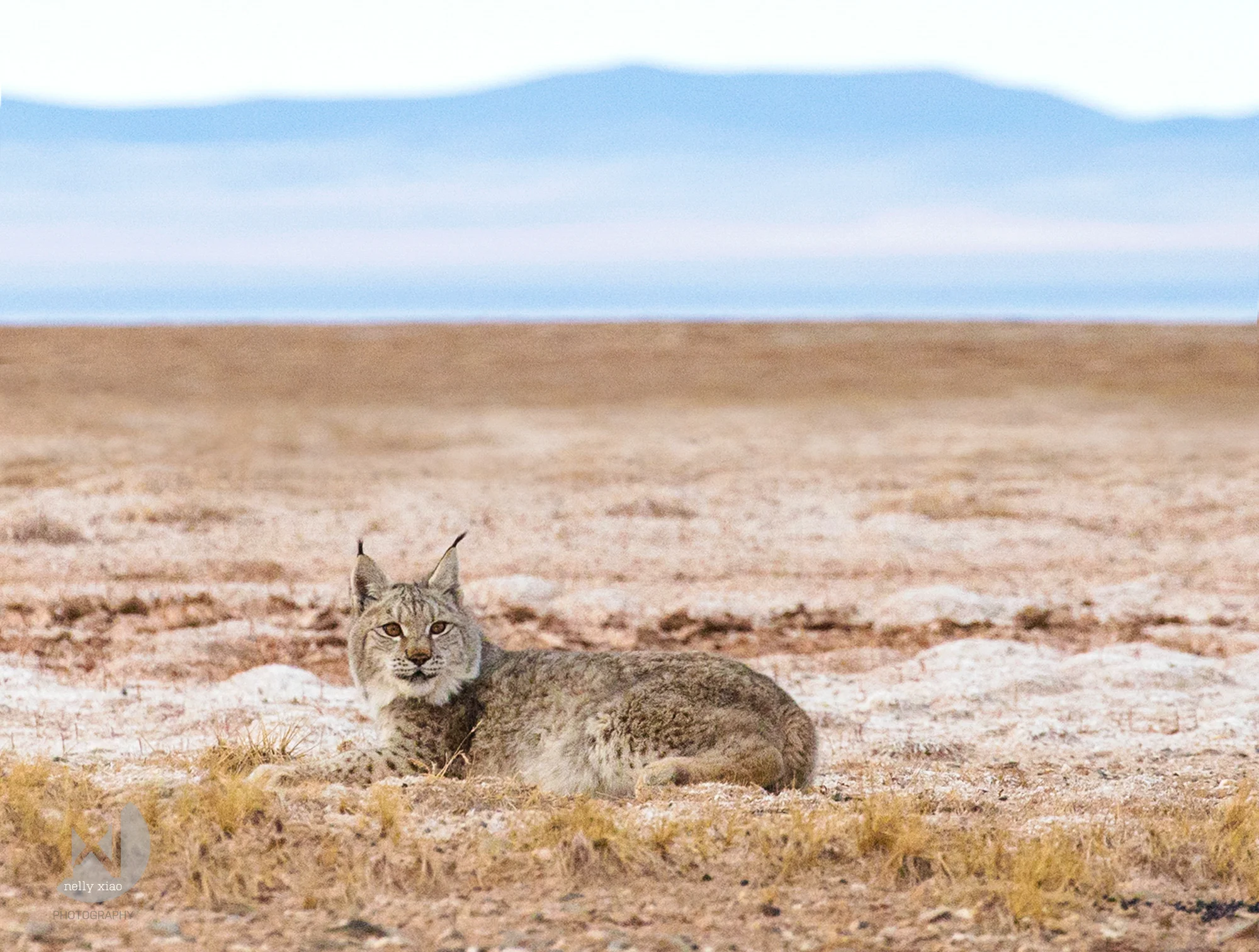 Tibetan mountain lynx Kekexili Wildlife Conservation, December 2015 
