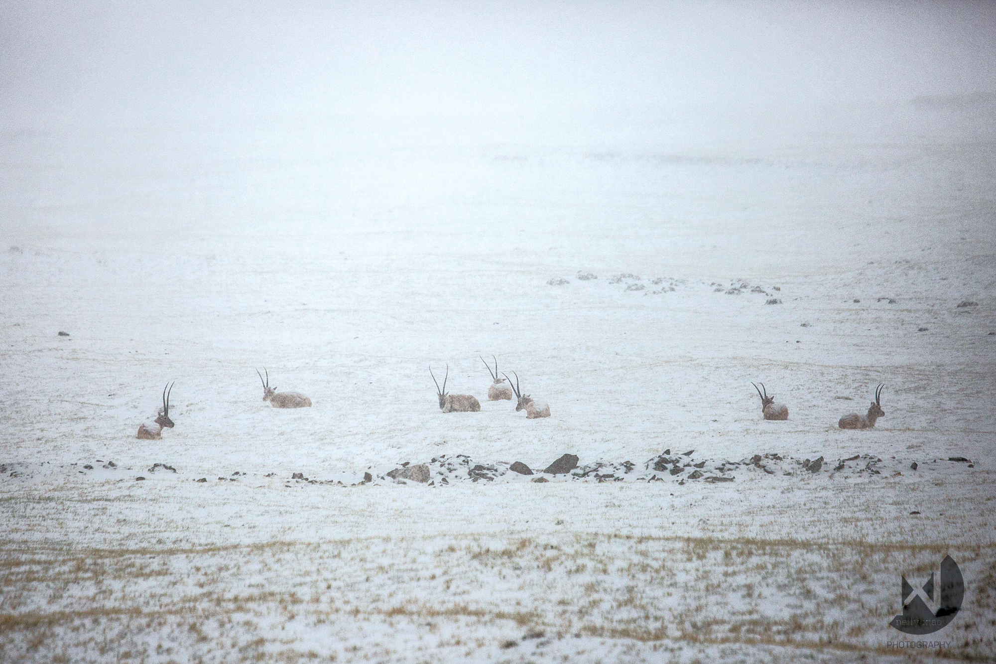   Male Tibetan antelopes nested during a sudden snow storm   Kekexili Wildlife Conservation, May 2015&nbsp; 
