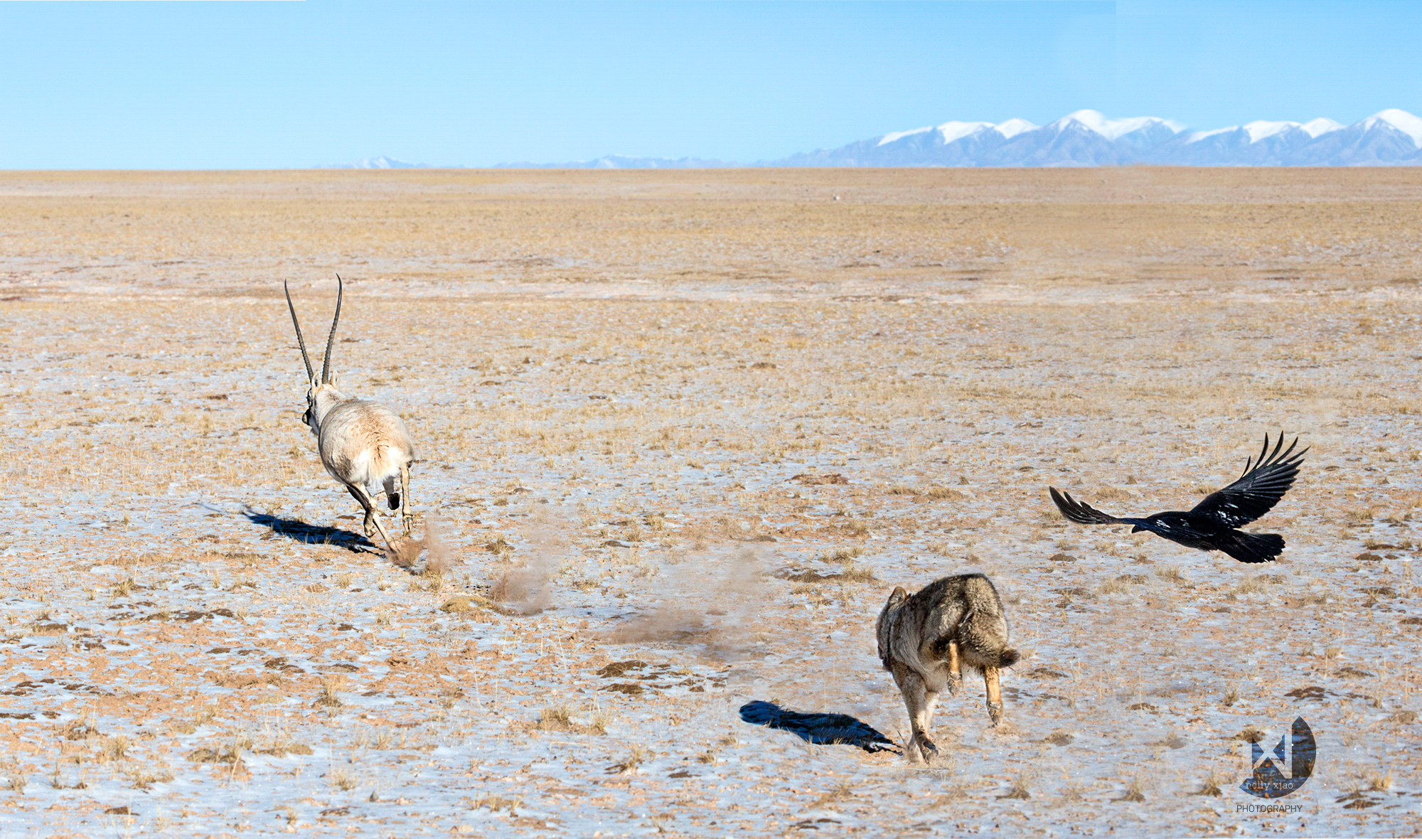 "Cycle of Life", the Great Tibetan crow playing tricks on the wolf during a battle of life and death Kekexili Wildlife Conservation, November 2015 