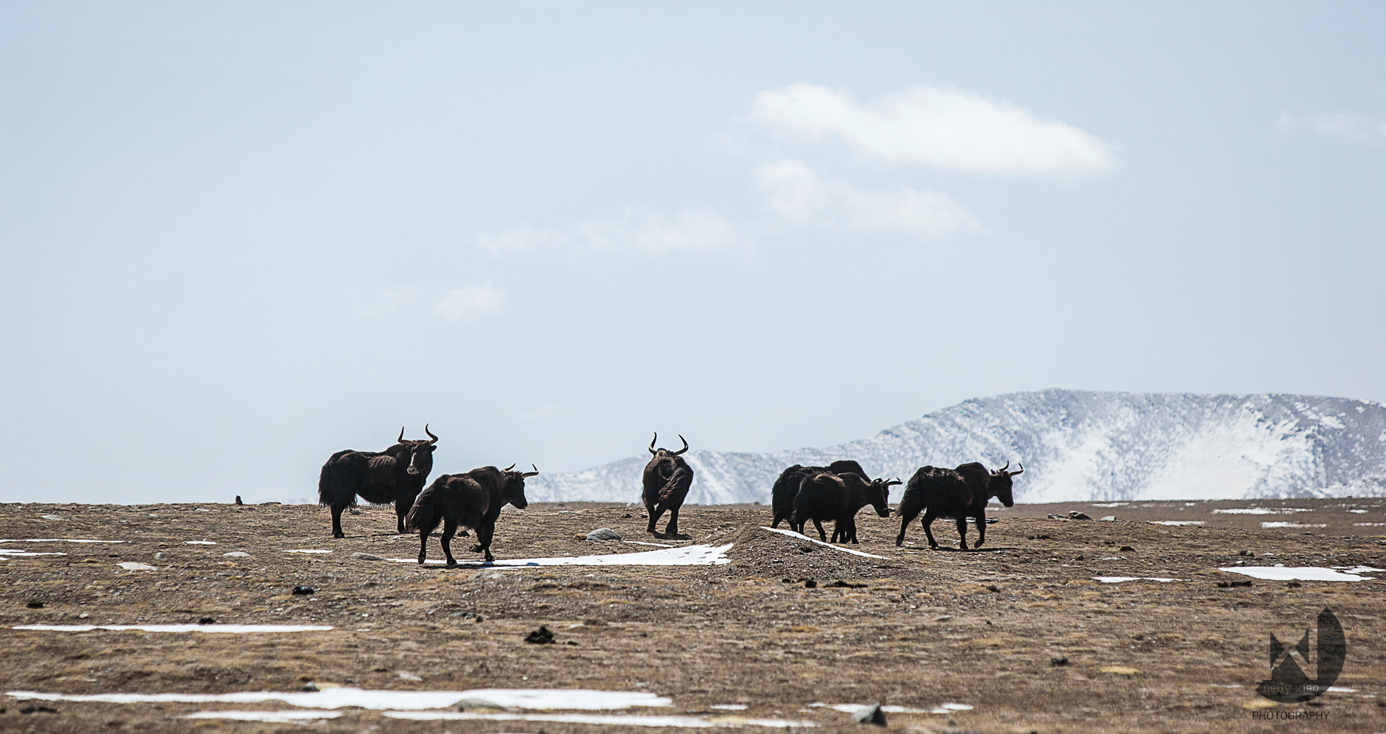   Wild yaks   Kekexili Wildlife Conservation, April 2015&nbsp; 