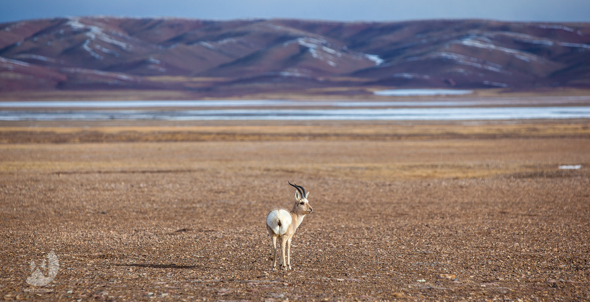   Tibetan gazelle (Goa) and Tanggula Mountain chains   Kekexili Wildlife Conservation, June 2015&nbsp; 