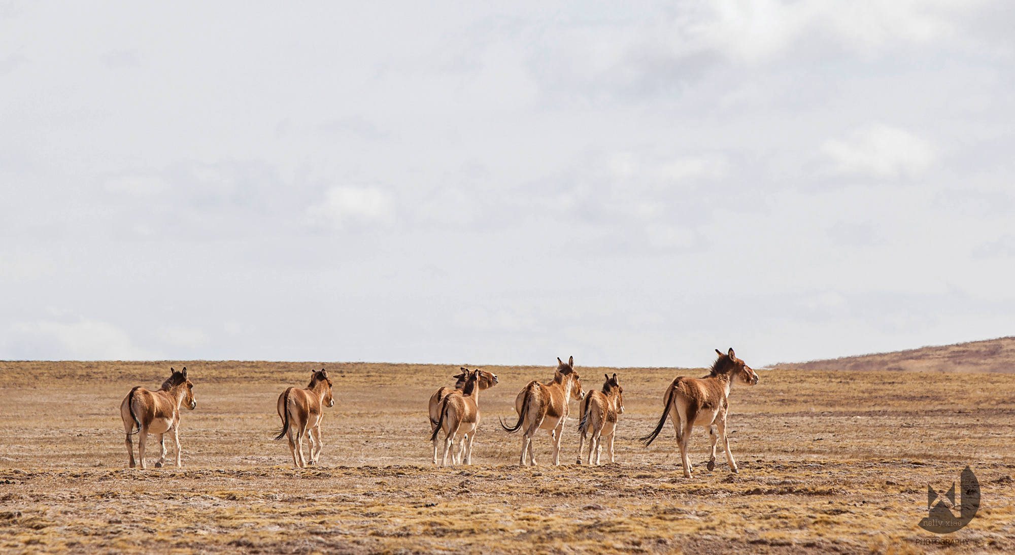   Tibetan wild asses (Kiangs)   Kekexili Wildlife Conservation, April 2015&nbsp; 