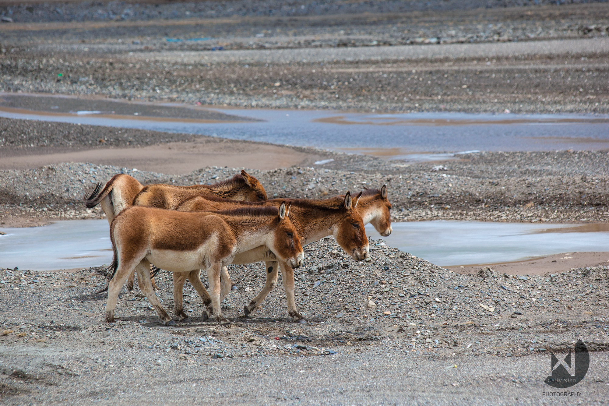   Tibetan wild asses (Kiangs)   Kekexili Wildlife Conservation, May 2015&nbsp; 