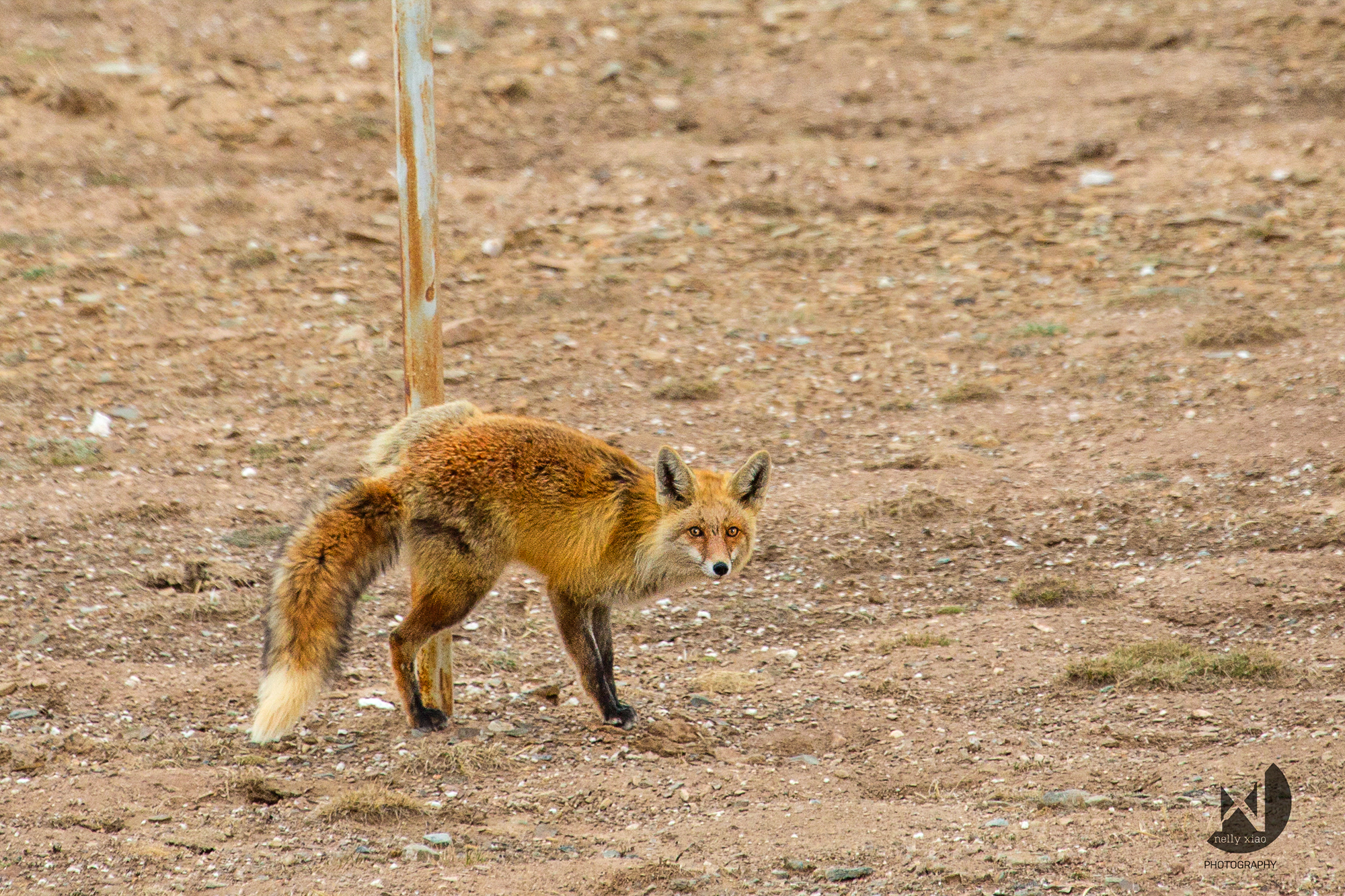   Red fox   Kekexili Wildlife Conservation, June 2015 