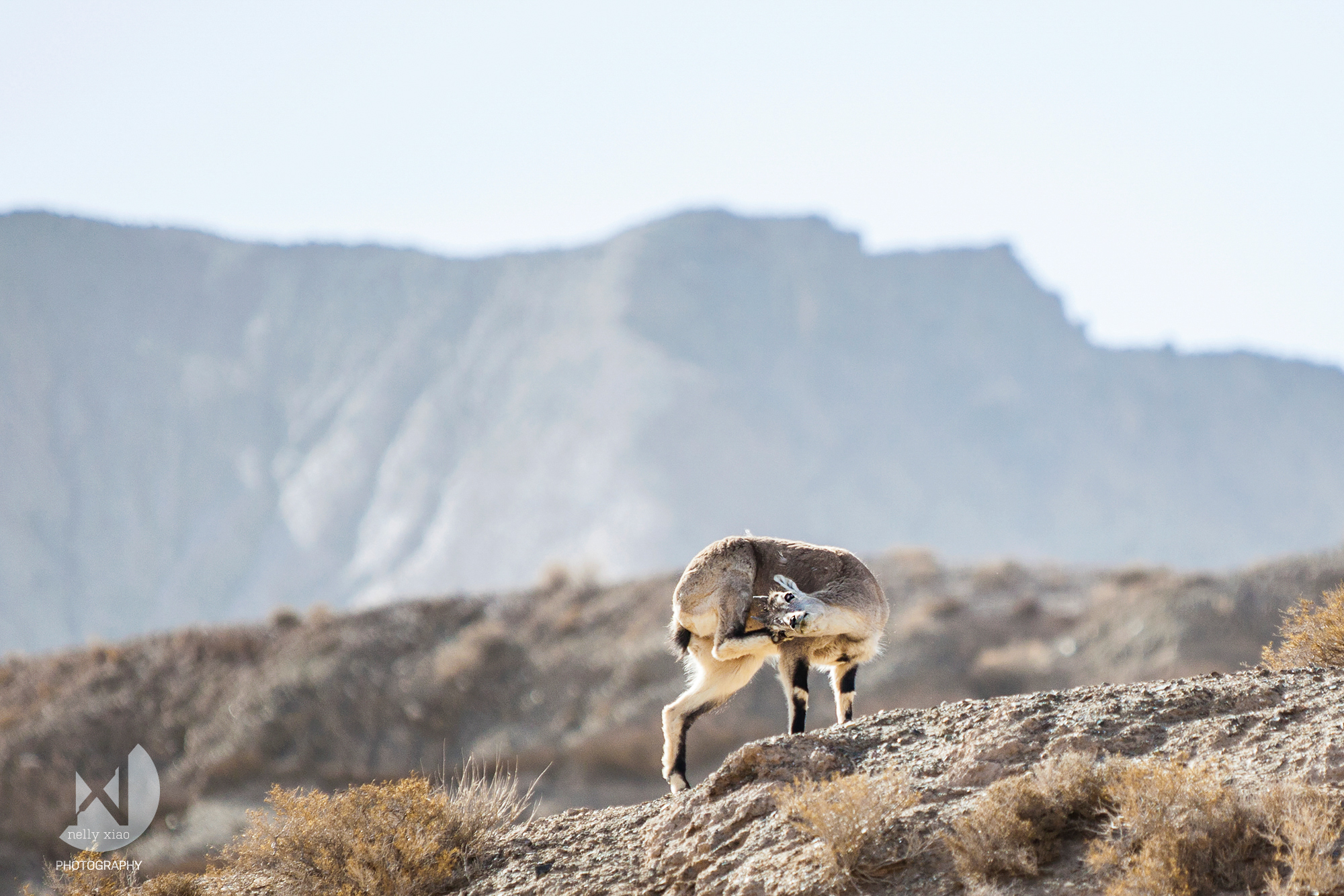 a young Bhara/Himalayan blue sheep scratching at the itch from antlers growing Kekexili Wildlife Conservation, April 2015 
