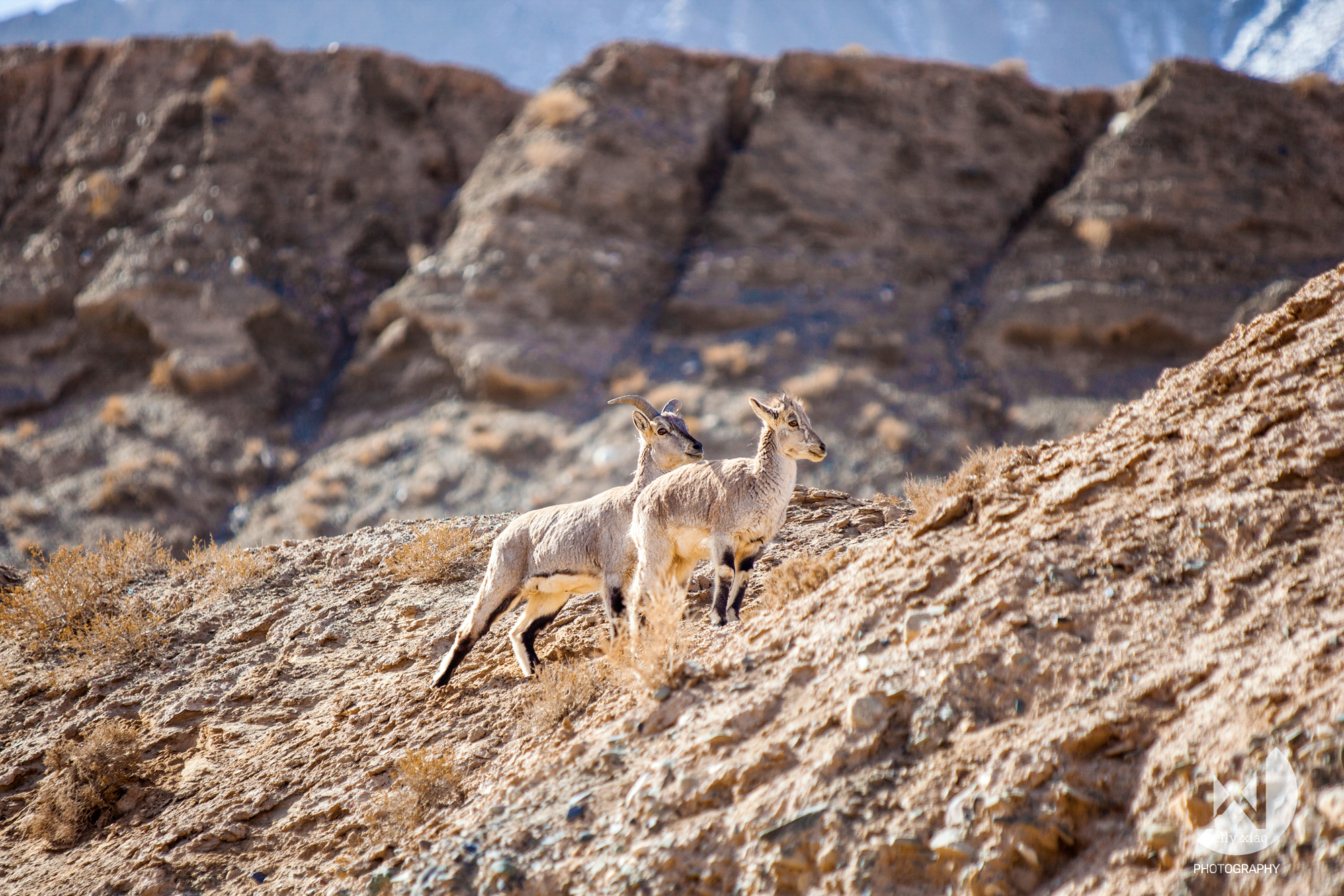   a pair of Bhara/Himalayan blue sheep at the entrance of Kunlun mountains   Kekexili Wildlife Conservation, April 2015&nbsp; 