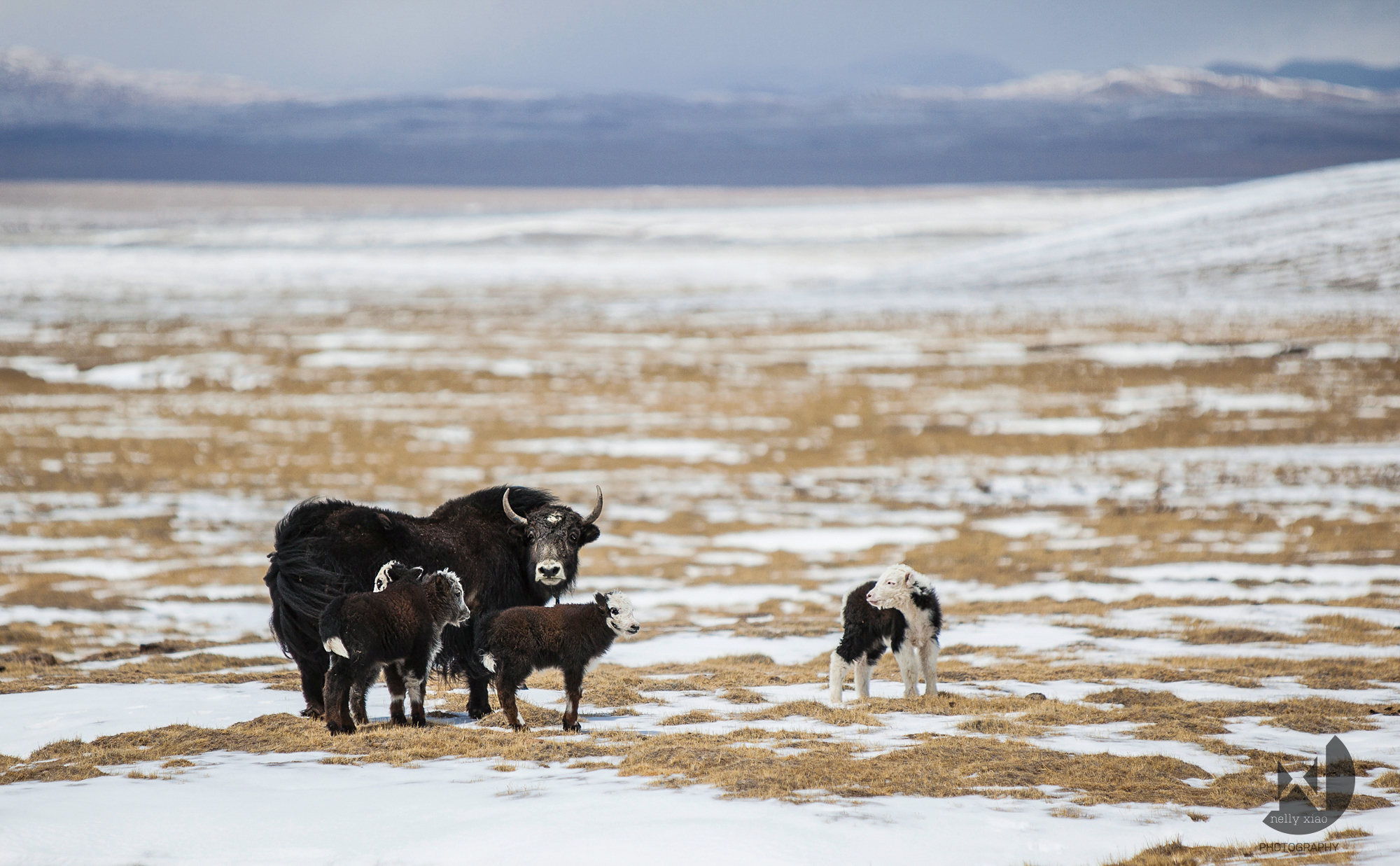   Domesticated yaks   Kekexili Wildlife Conservation, October 2015&nbsp; 