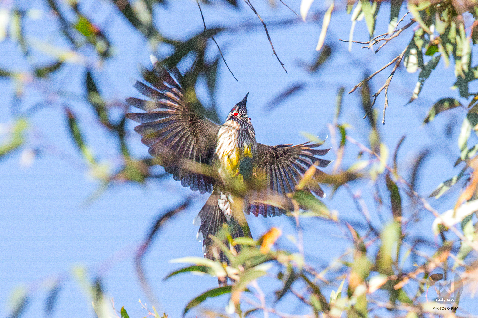  Red wattlebird   Katoomba NSW, 2016 