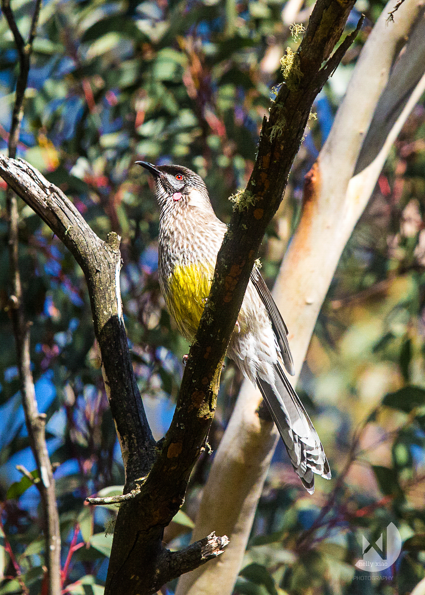   Red wattlebird   Katoomba NSW, 2016 