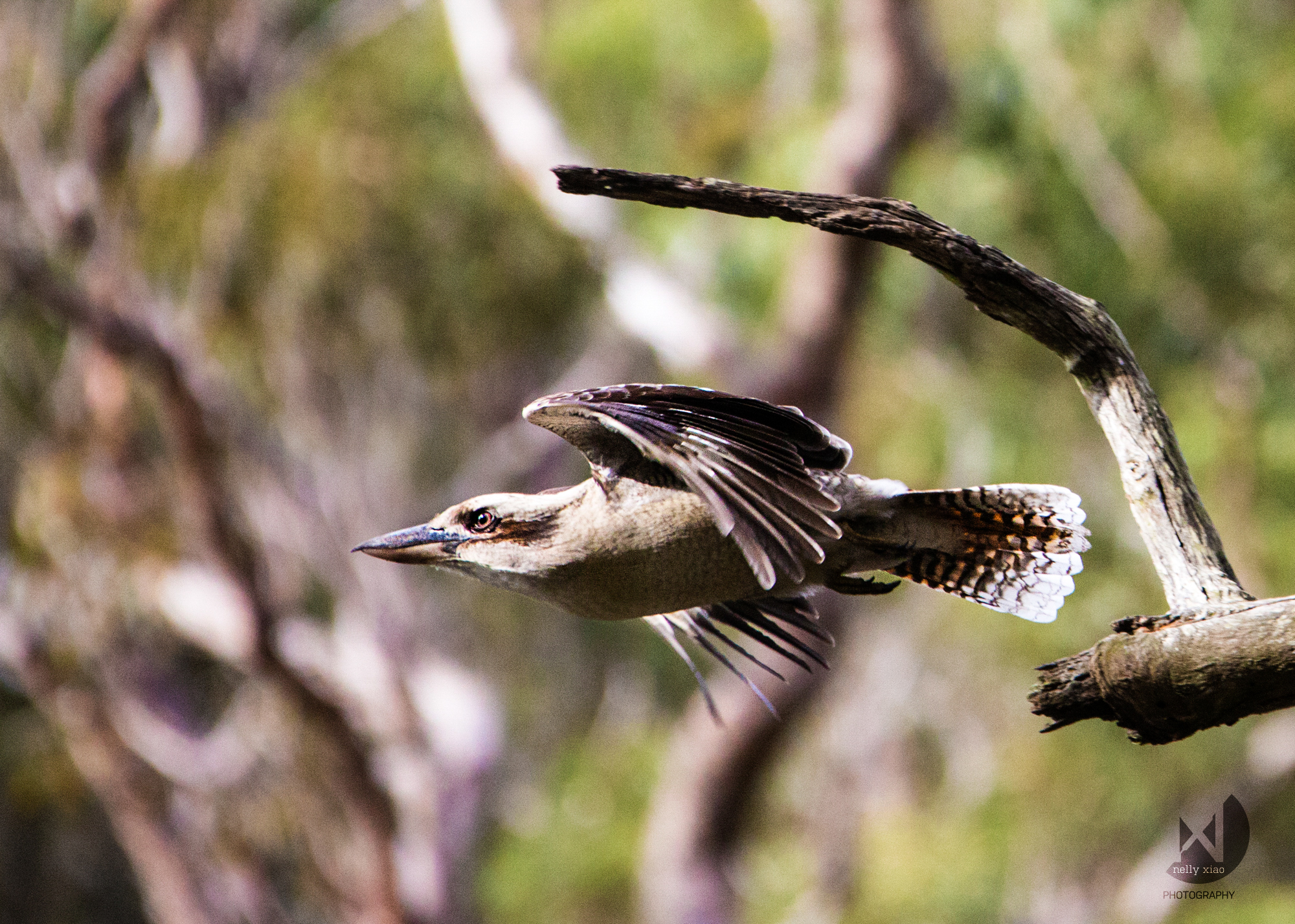   Laughing Kookaburra   Royal National Park NSW, 2016 