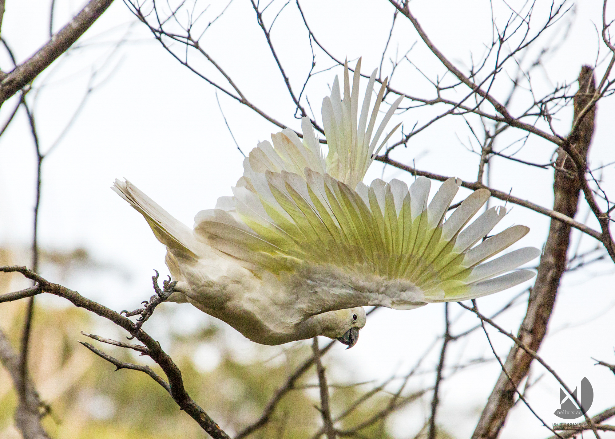   Sulfur-crested cockatoo   Royal National Park NSW, 2016 