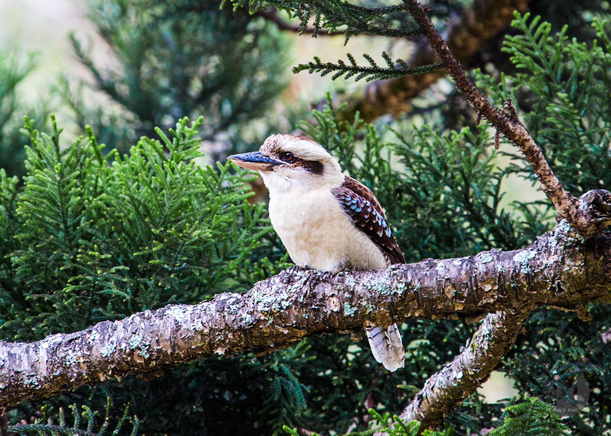   Laughing Kookaburra   Royal National Park NSW, 2016 