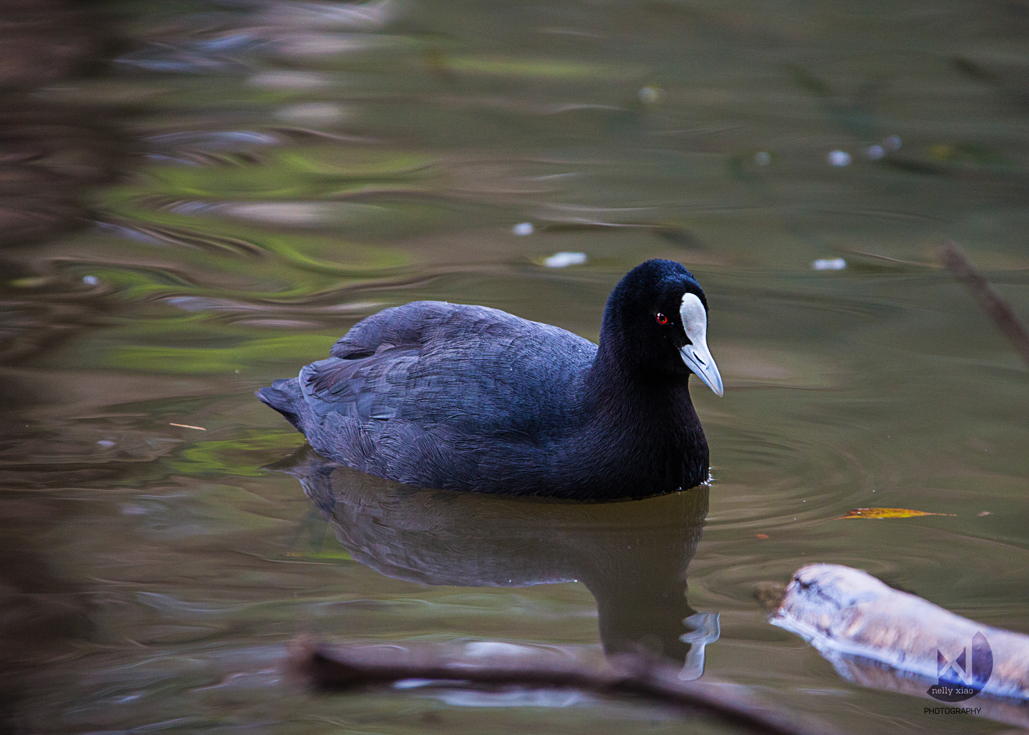 Eurasian coot Royal National Park NSW, 2016