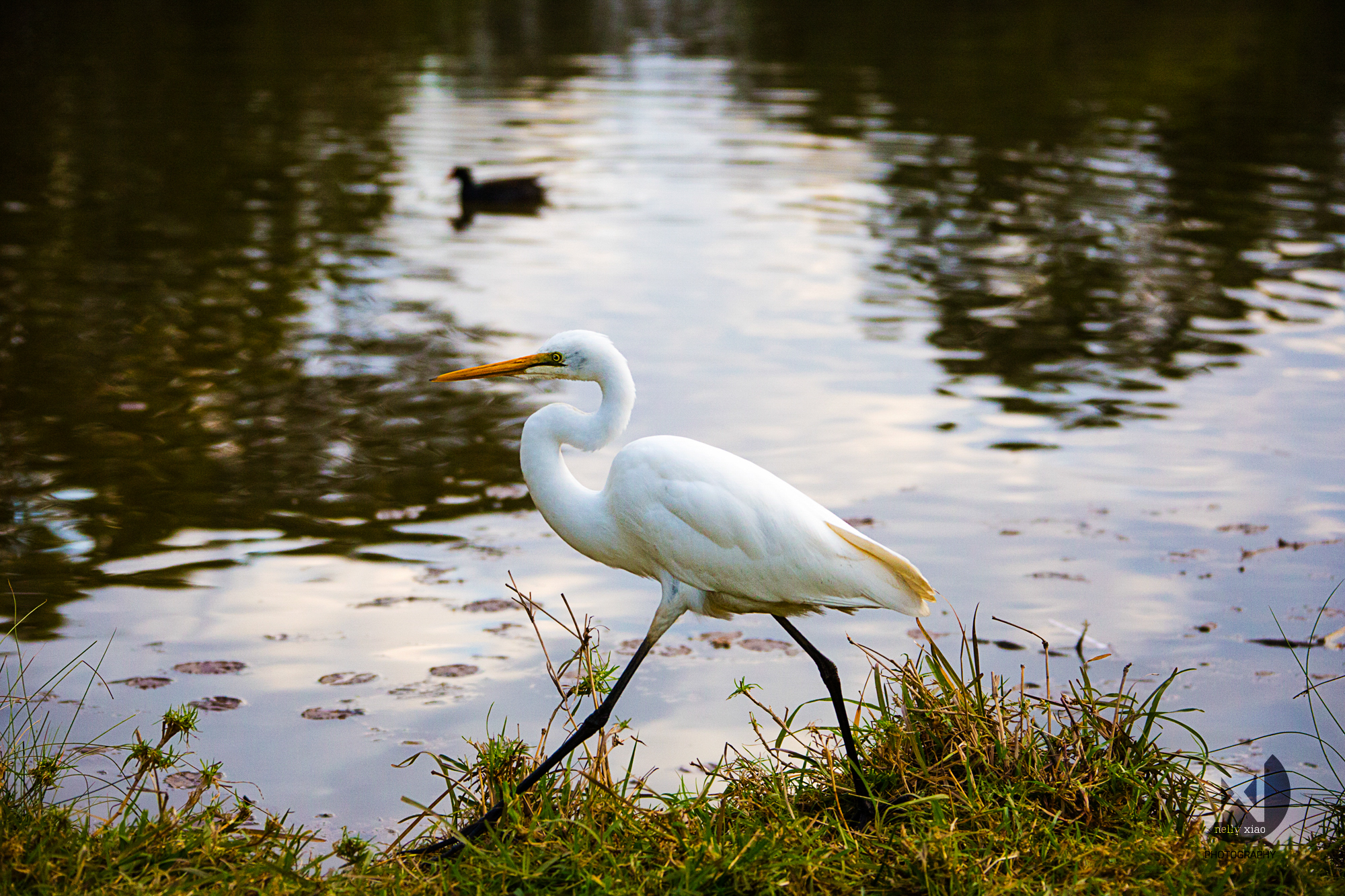   Great egret   Lake Gillawarna, Mirambeena Regional Park NSW, 2016 