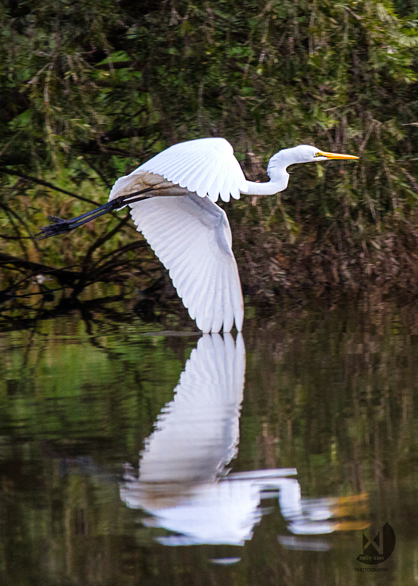   Great egret   Lake Gillawarna, Mirambeena Regional Park NSW, 2016 