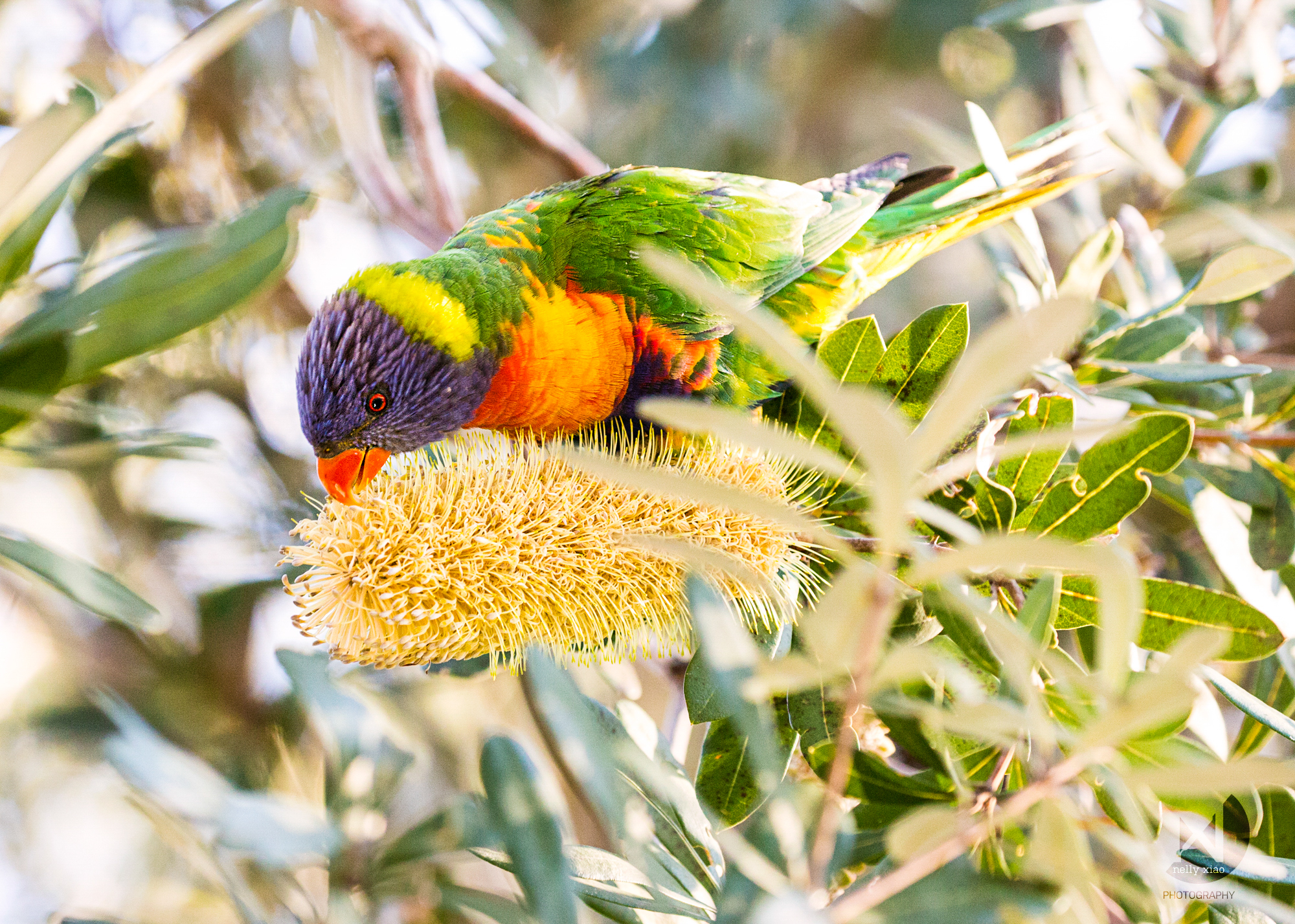   Rainbow lorikeet feeding on a banksia cone   Royal National Park NSW, 2016 