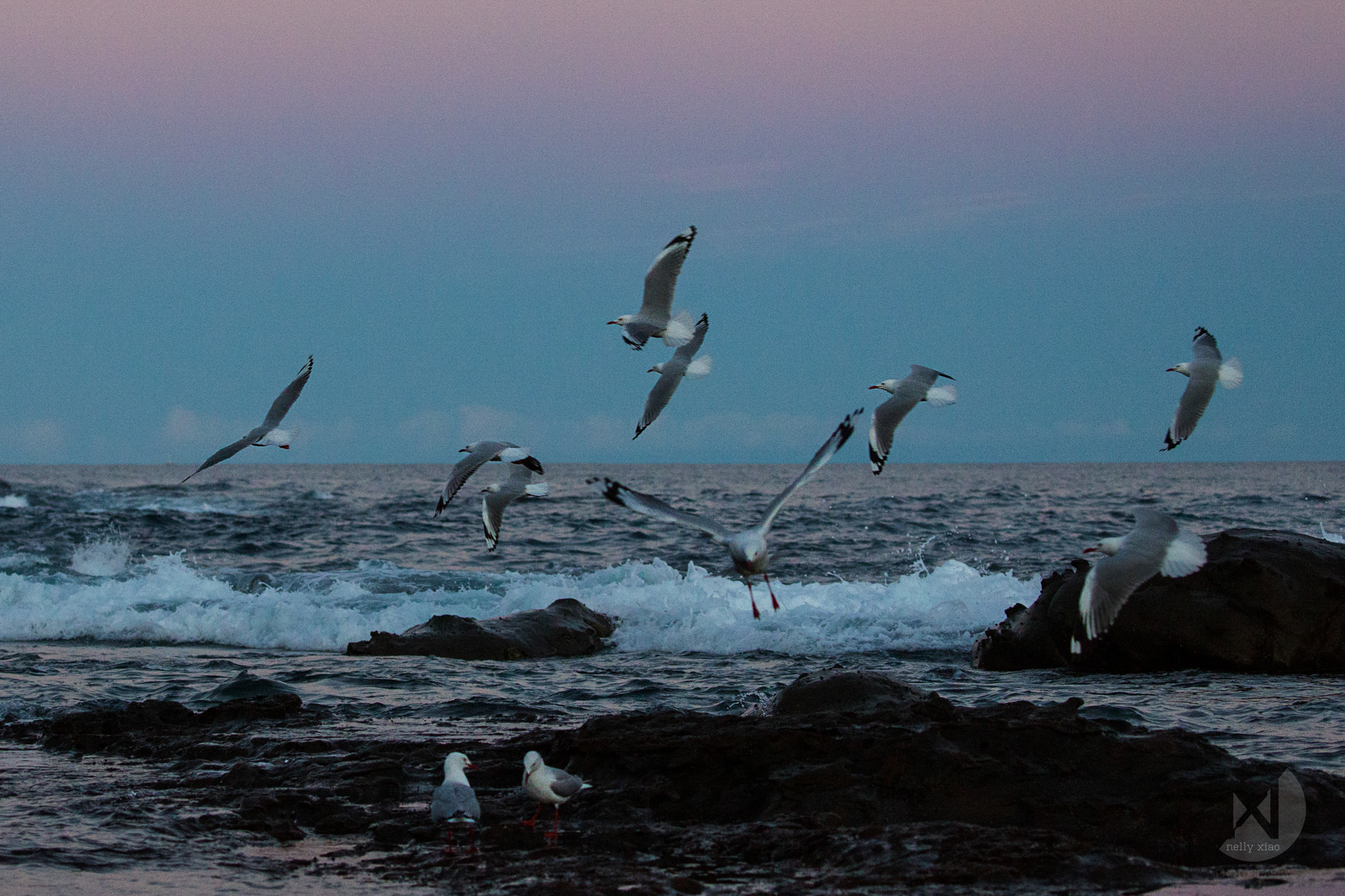   Silver gulls returning home during sunset   Wollongong NSW 2016 