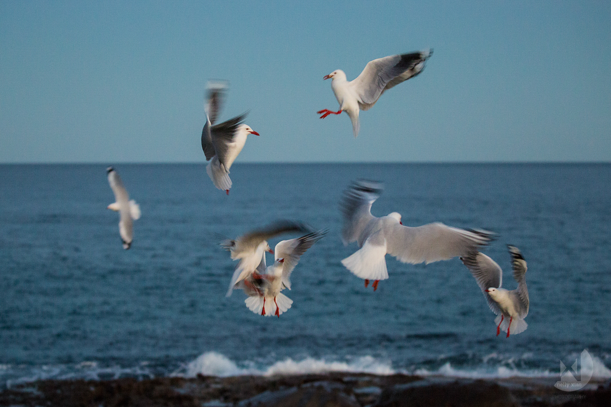   Silver gulls' midair brawl over food   Wollongong NSW 2016 