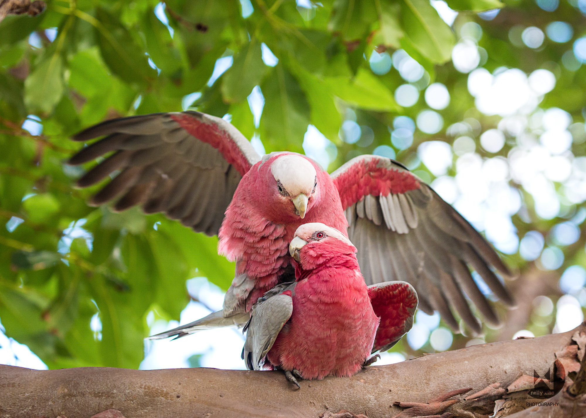 Galahs in courtship Gladesville Reserve NSW, 2016