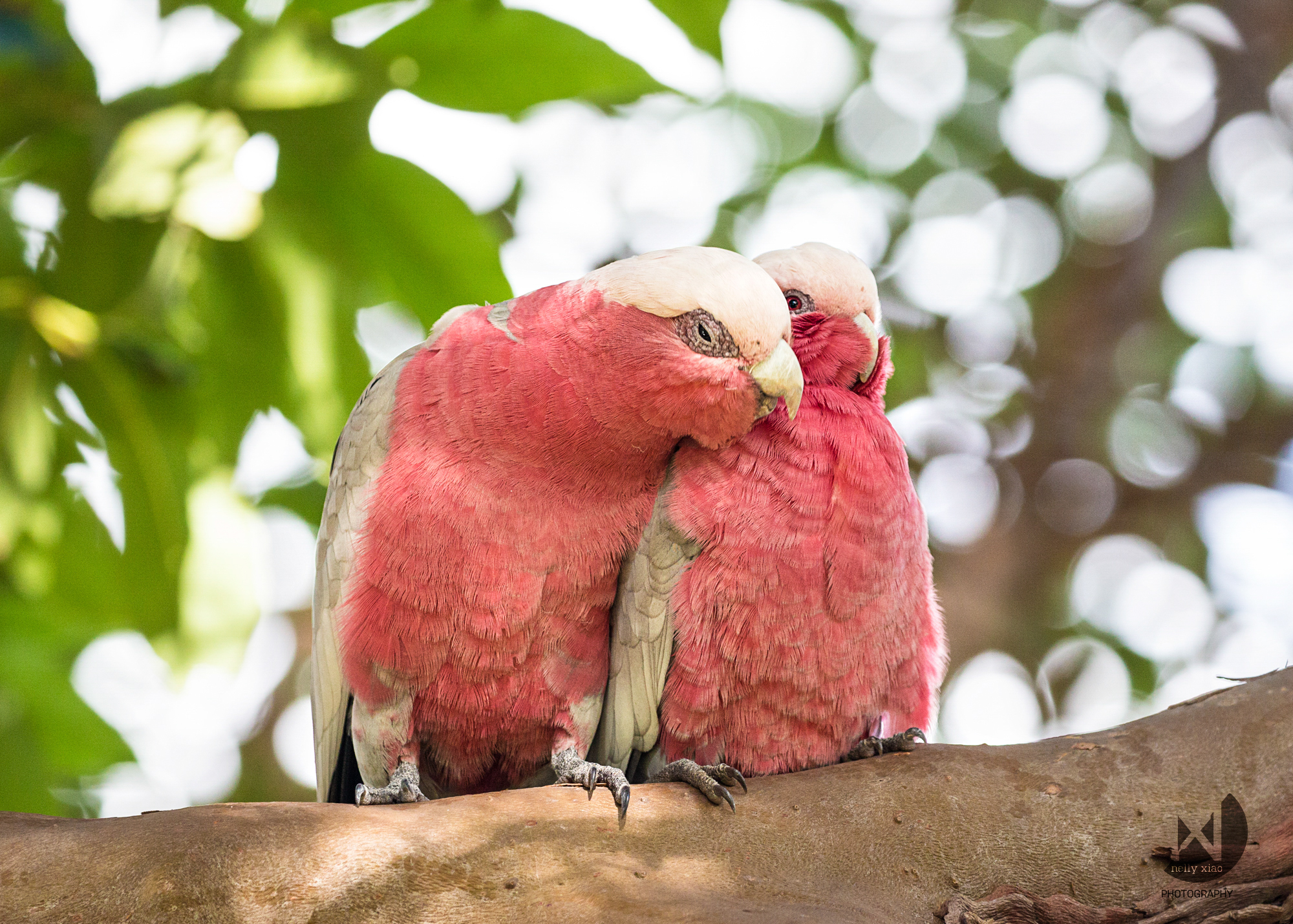   Male Galah patiently courting a female   Gladesville Reserve NSW, 2016 