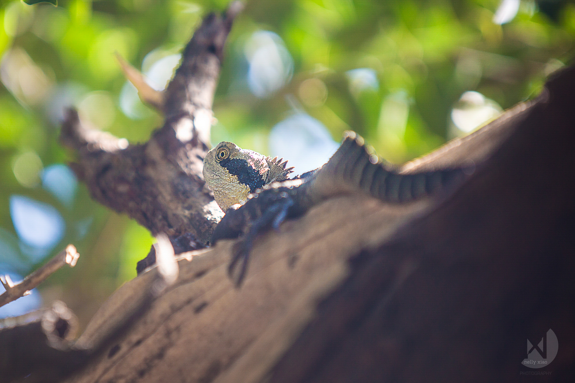 Eastern water-dragon Manly NSW, 2016
