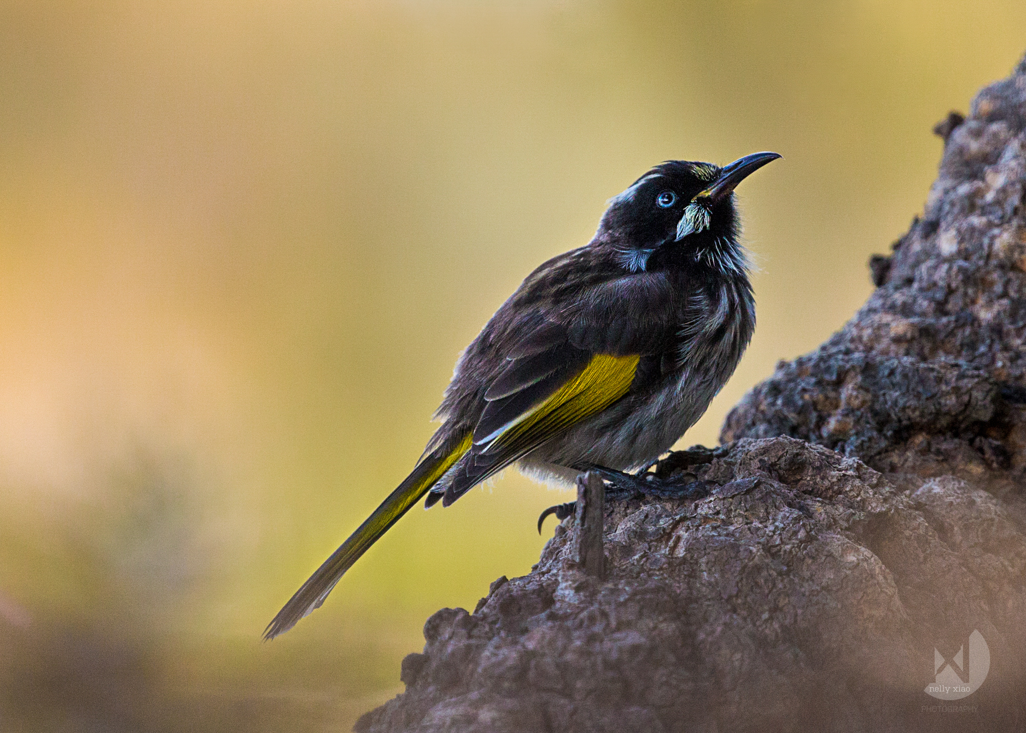   New holland honeyeater II   Manly North Head NSW, 2016 
