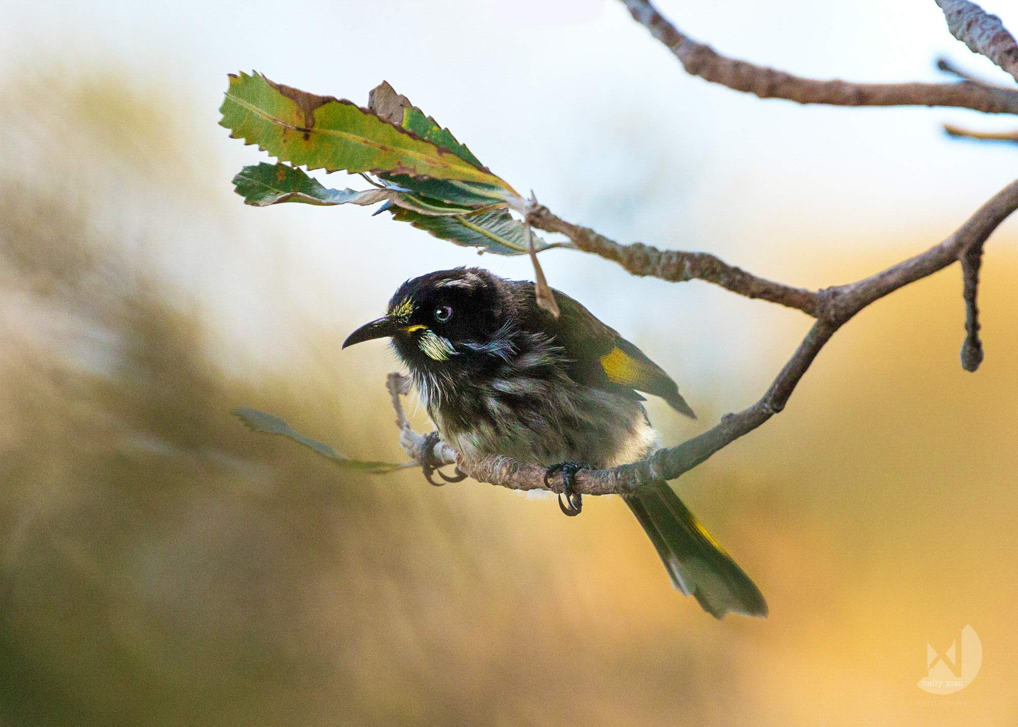   New holland honeyeater   Manly North Head NSW, 2016 