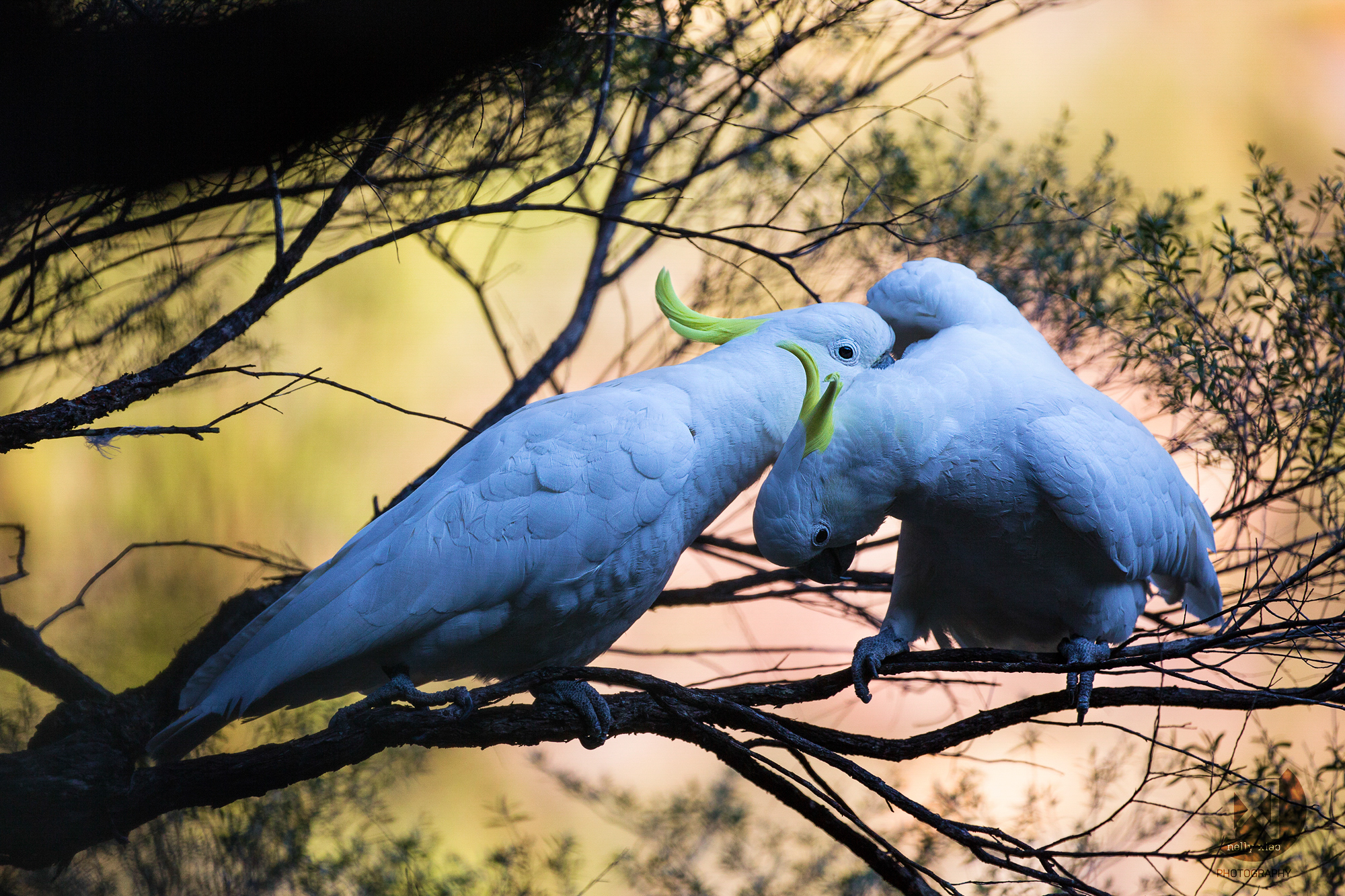   Sulfur-crest Cockatoo - courtship behaviour at dawn   Leura Cascade NSW, 2016 