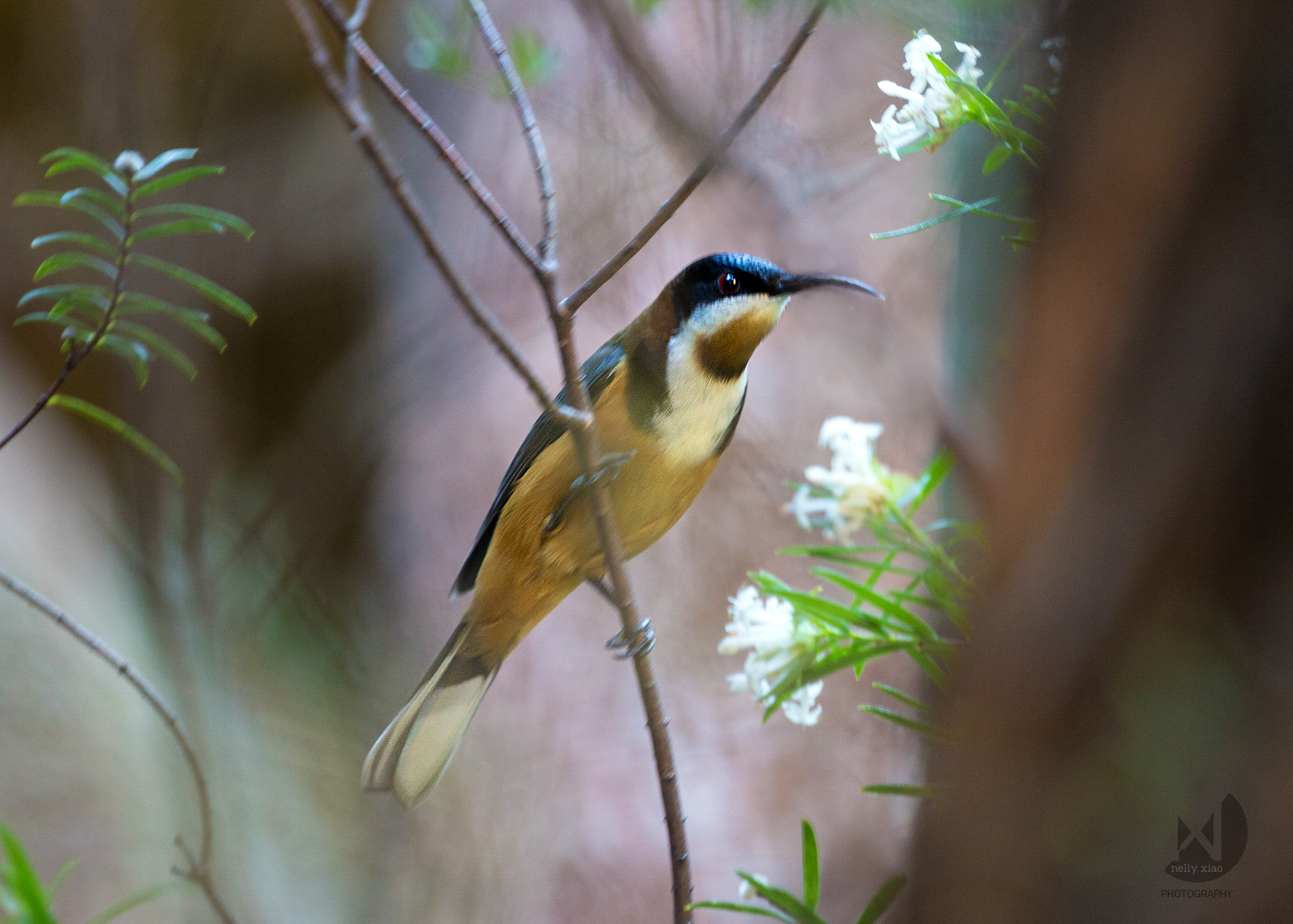 Eastern Spinebill Leura Cascade NSW, 2016