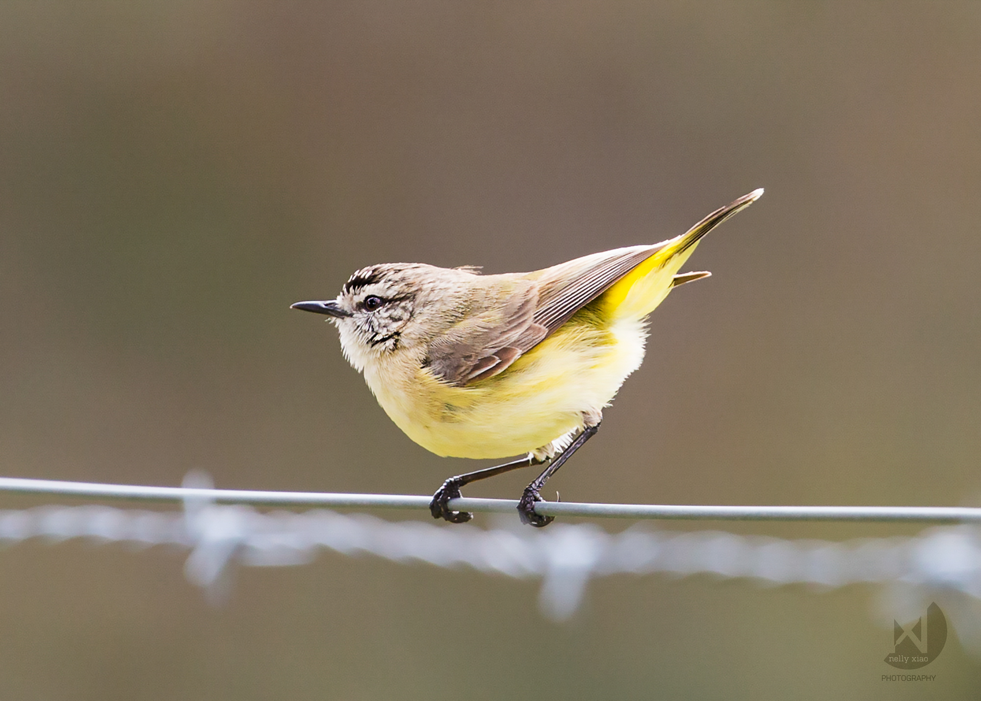   Pale-Yellow Robin   Glanmire NSW, 2016 