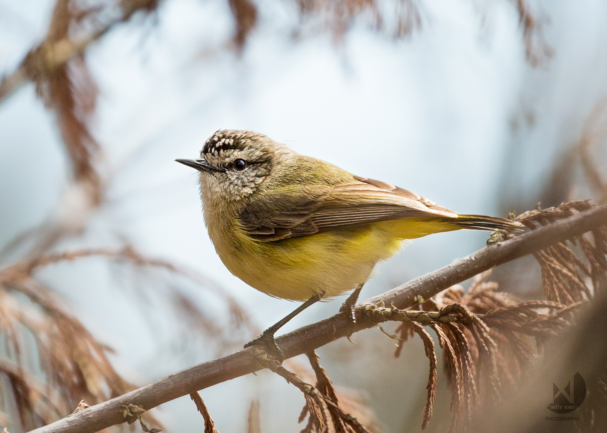   Pale-Yellow Robin   Glanmire NSW, 2016 