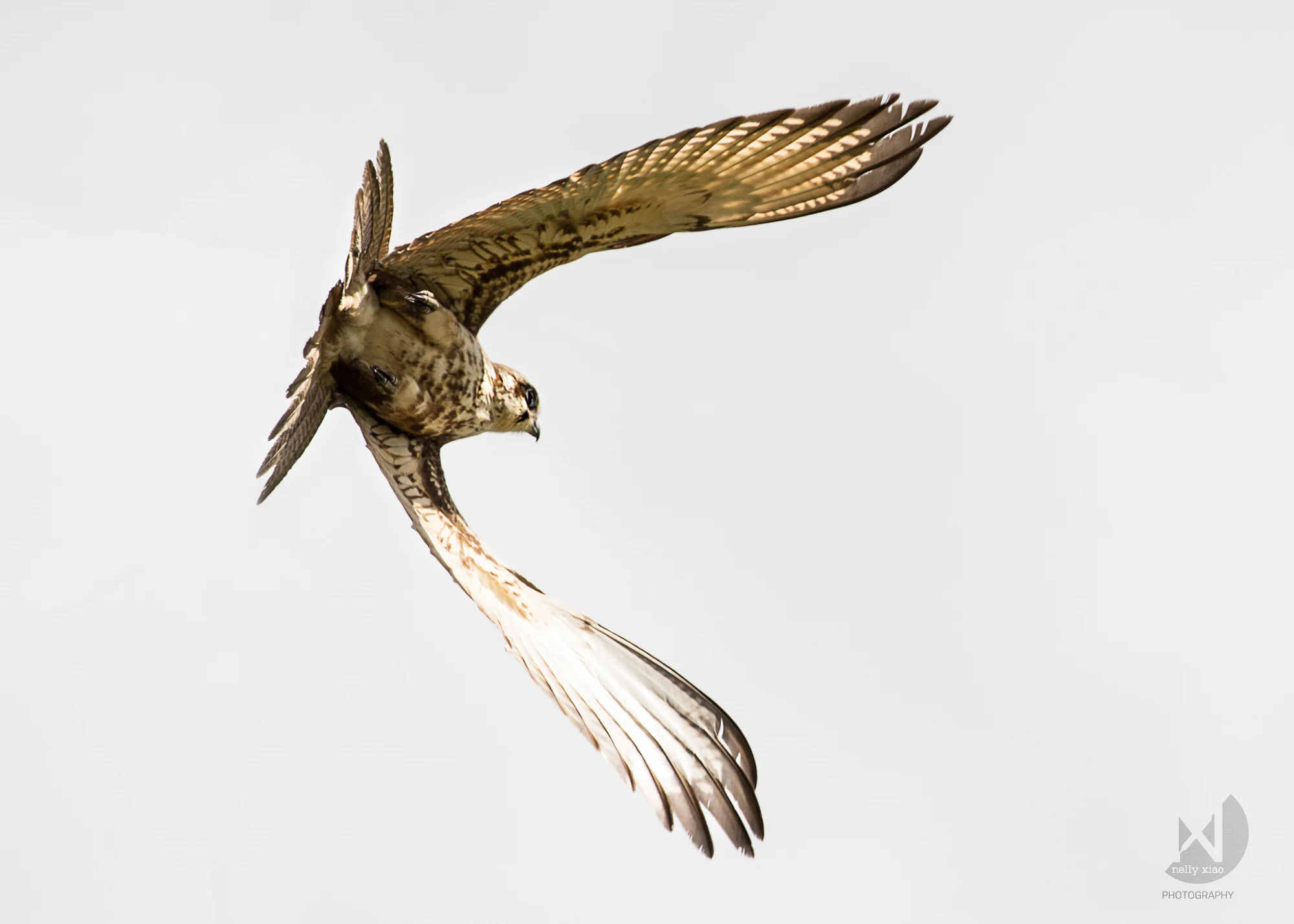   Brown Falcon   Bathurst Highway NSW, 2016 