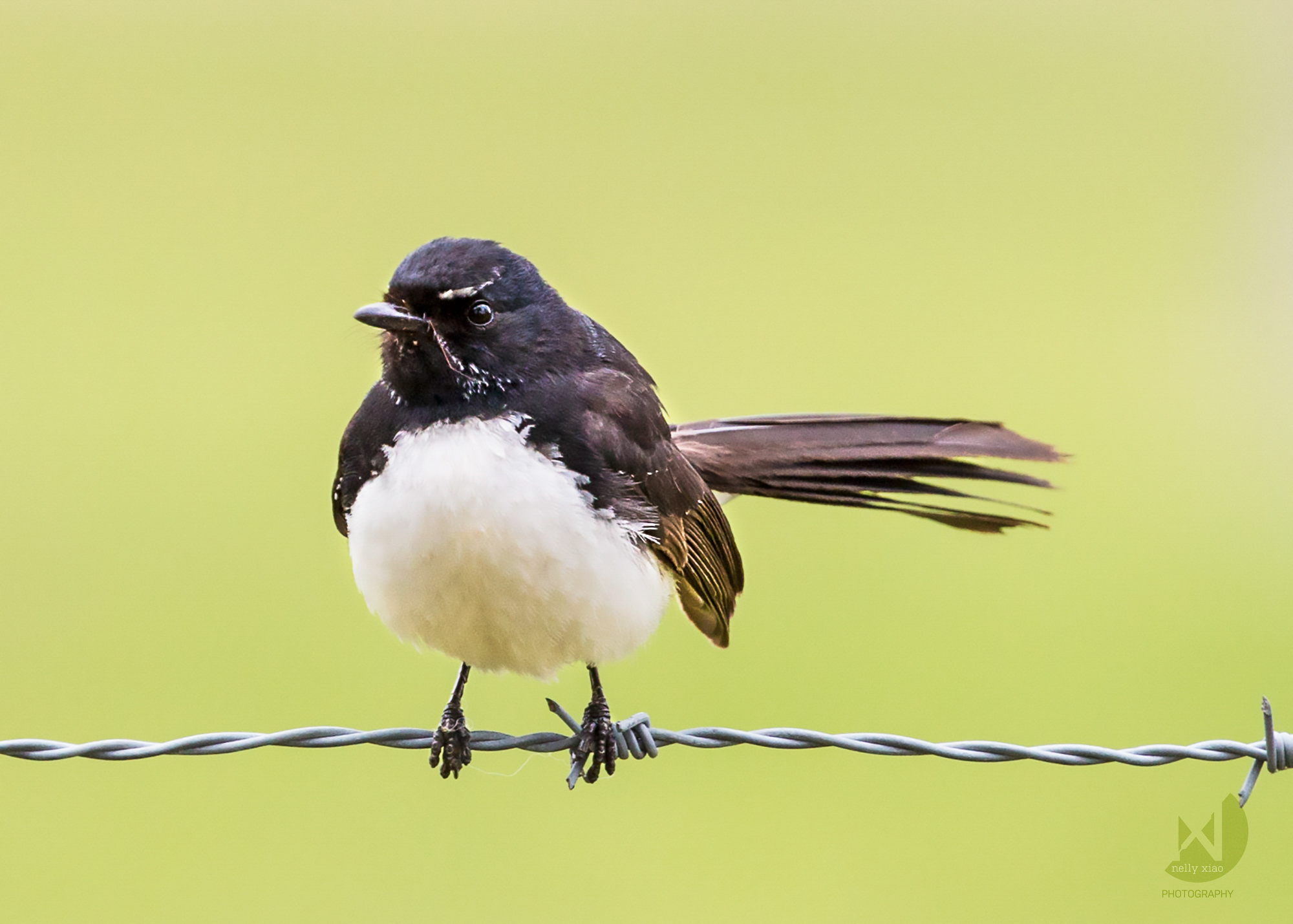   Willie Wagtail   Glanmire NSW, 2016 