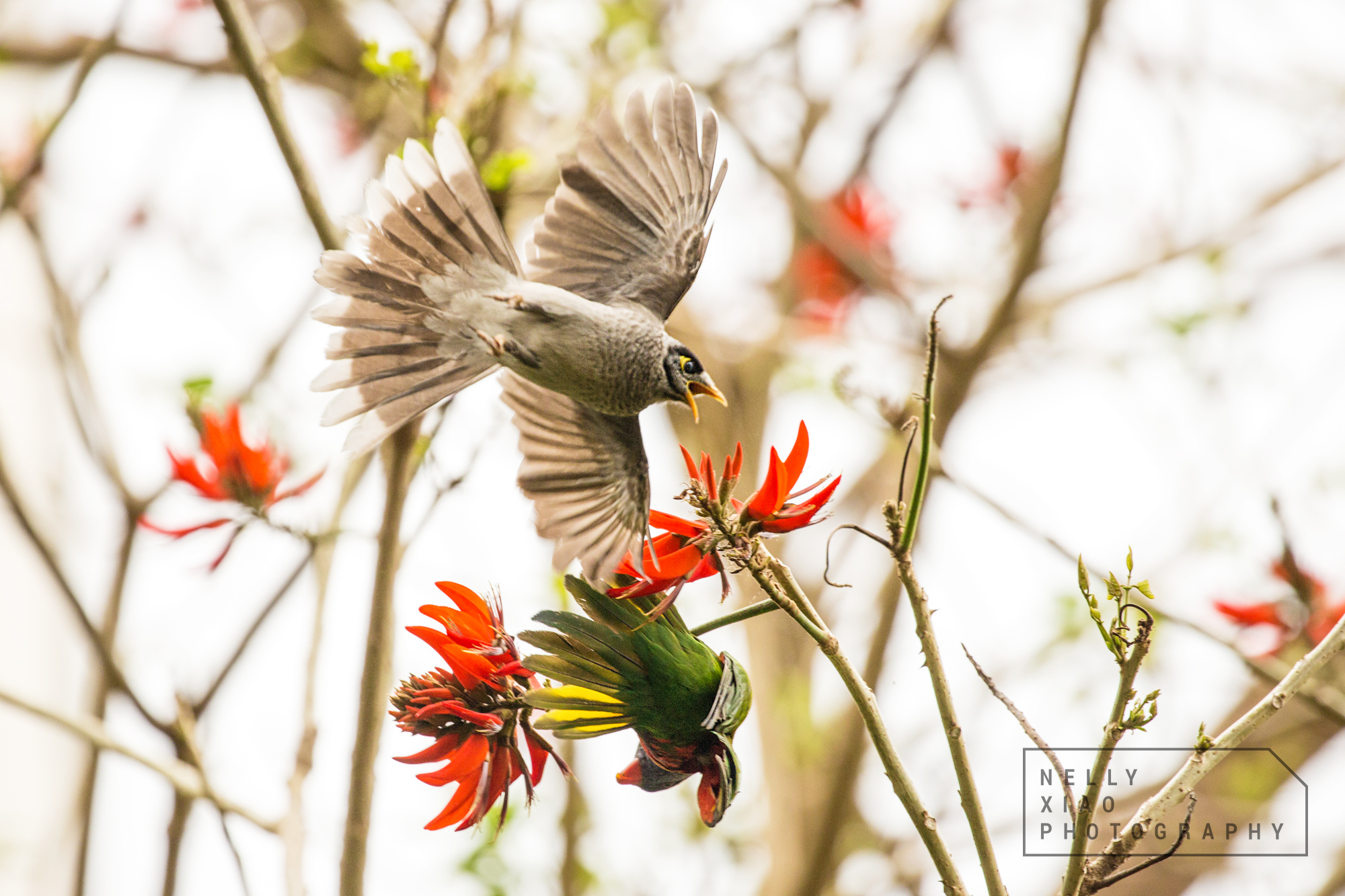   Rainbow lorikeet under attack.   Lavender Bay, 2017 