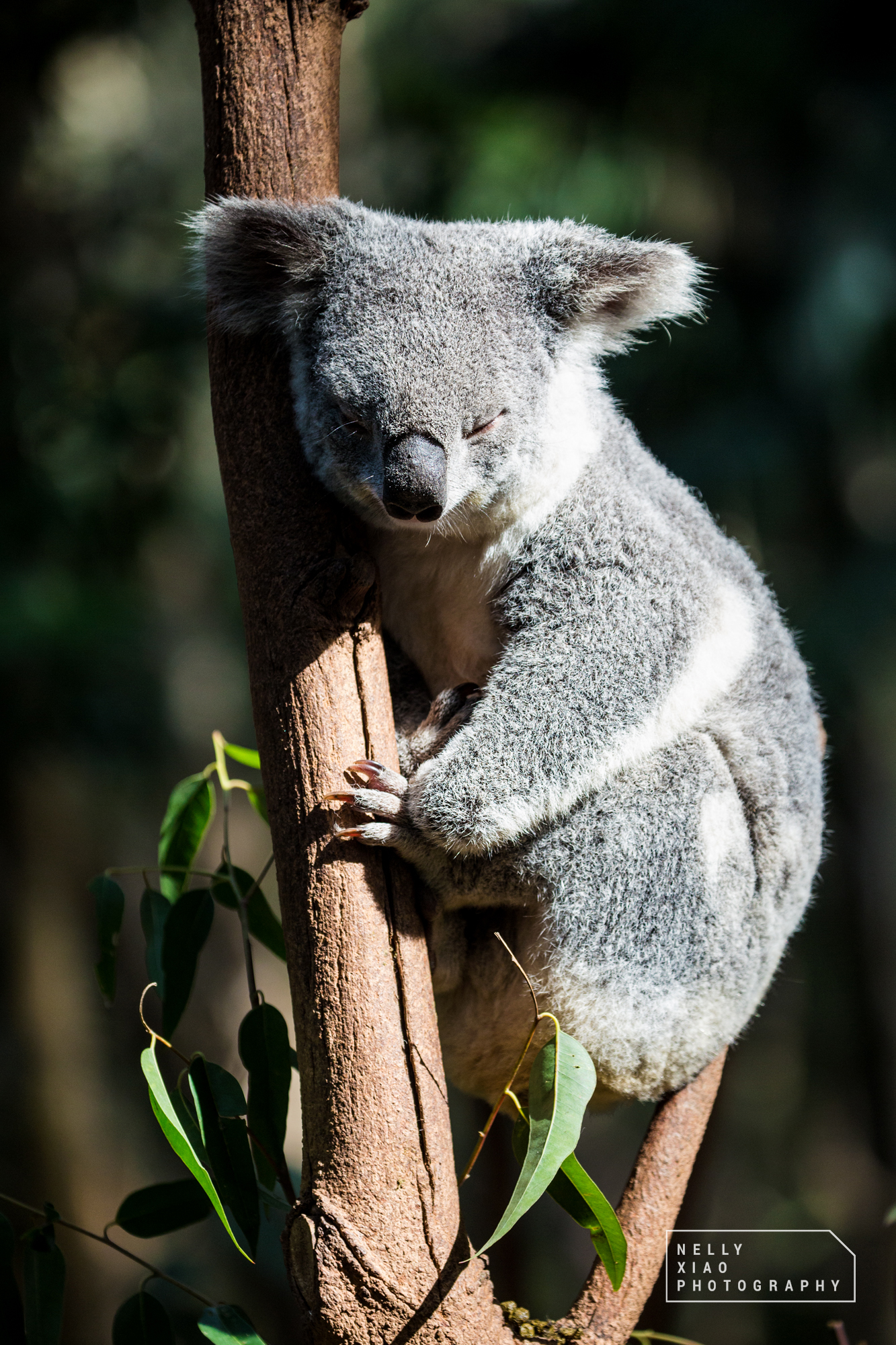   Napping National Treasure   Southern border NSW 