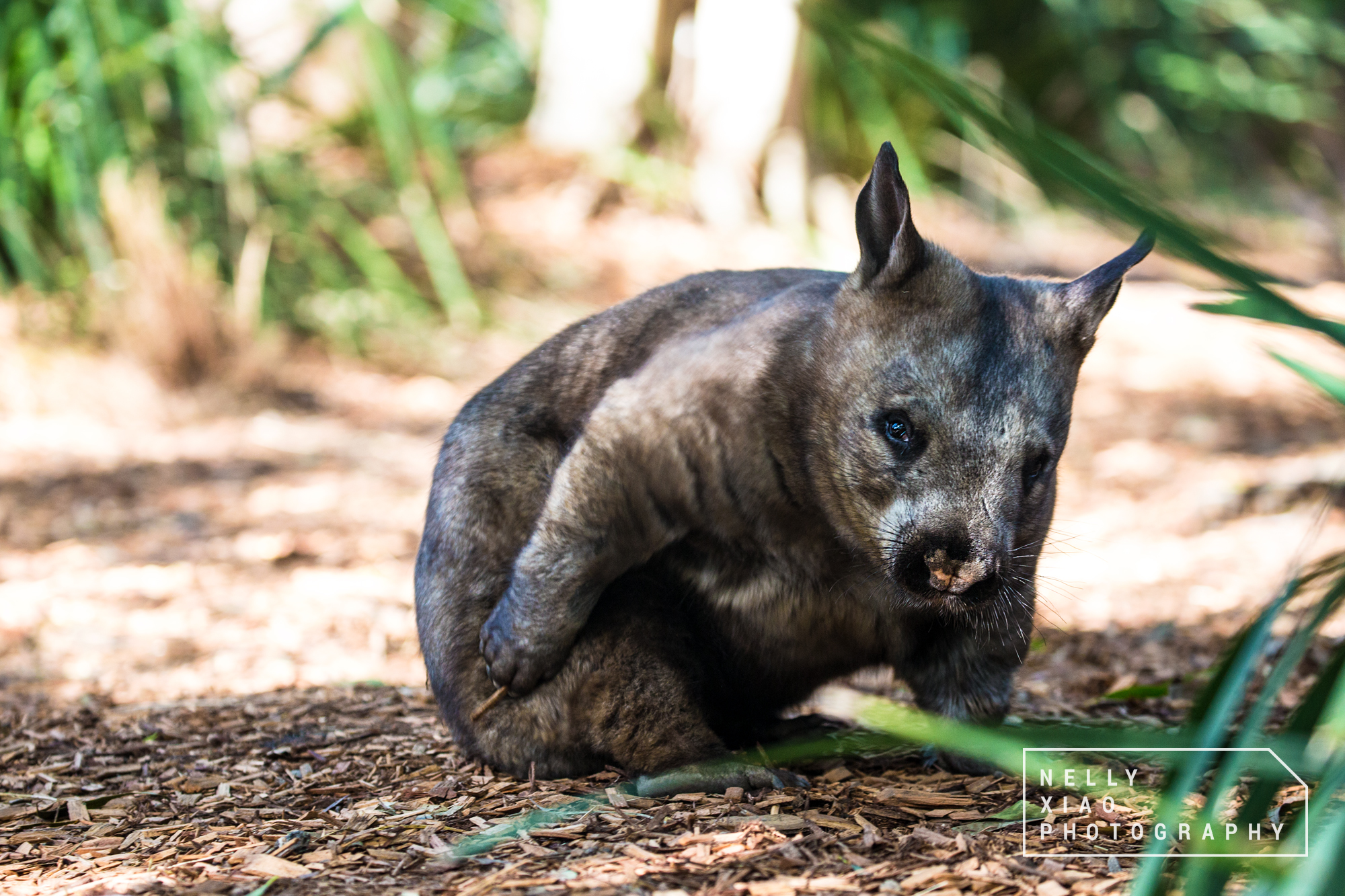   Southern hairy-nosed wombat joey,   Southern border NSW 2017 