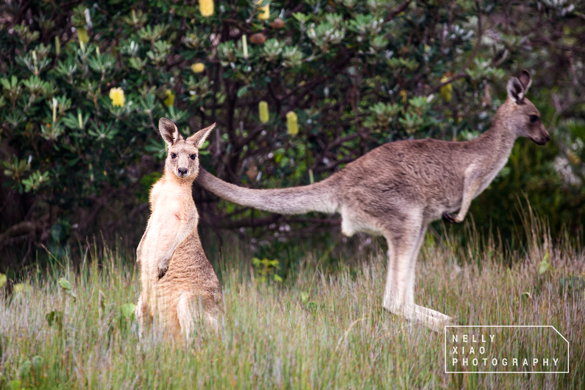   Inquisitive Joey, Eastern Grey Kangaroo   Emerald Beach NSW 2017 