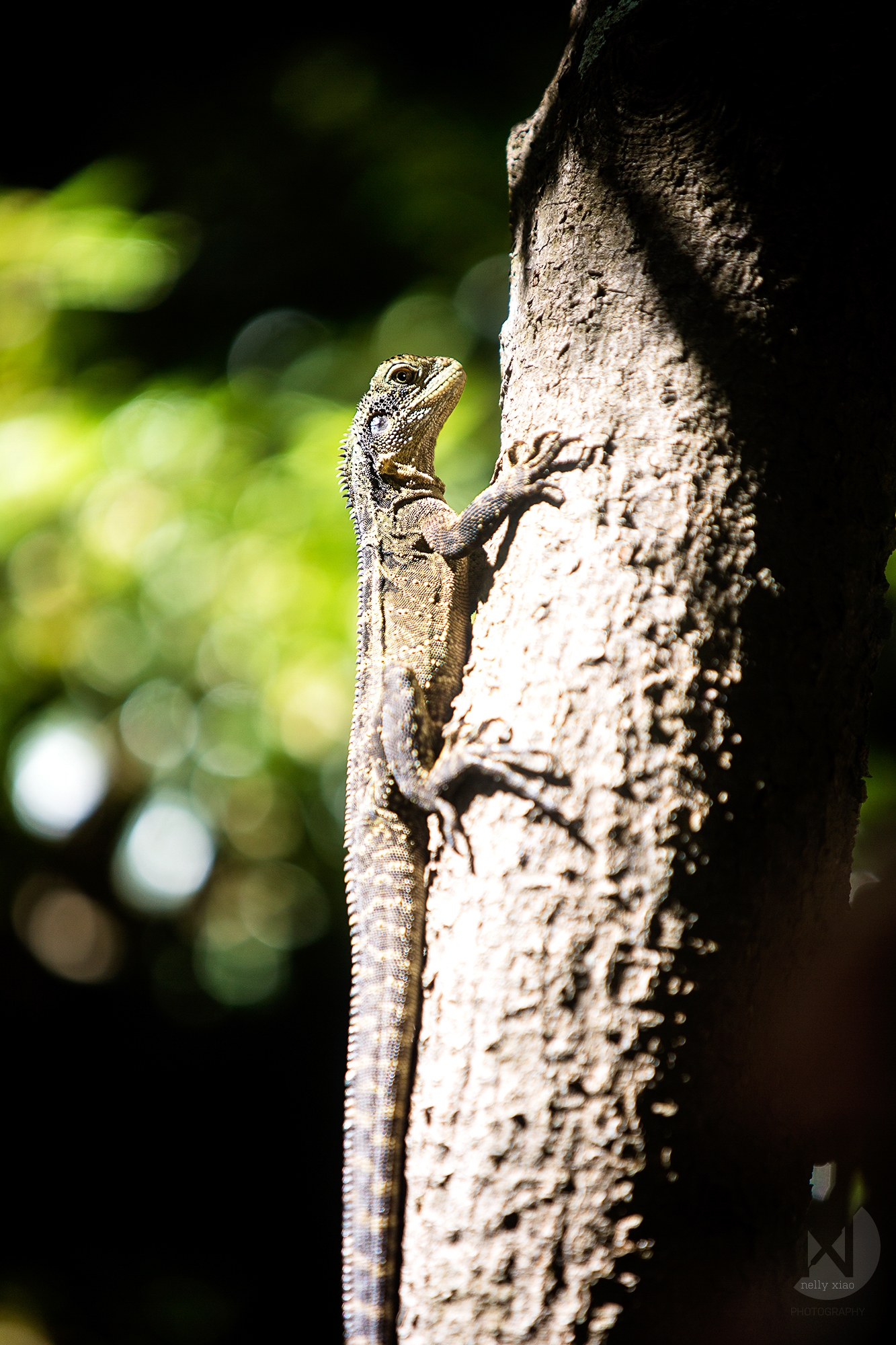   Eastern water-dragon   Manly NSW, 2016 