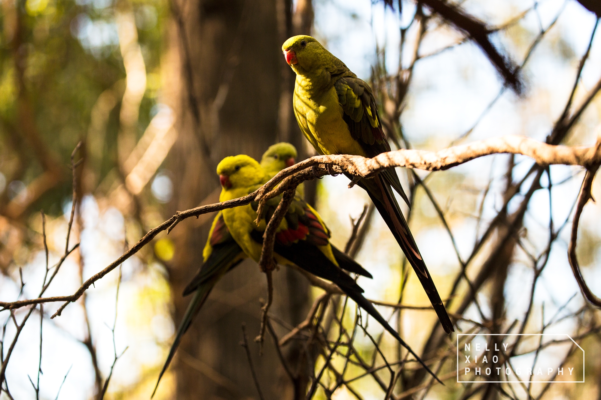   Regents Parrots   Lavender Bay 2017 