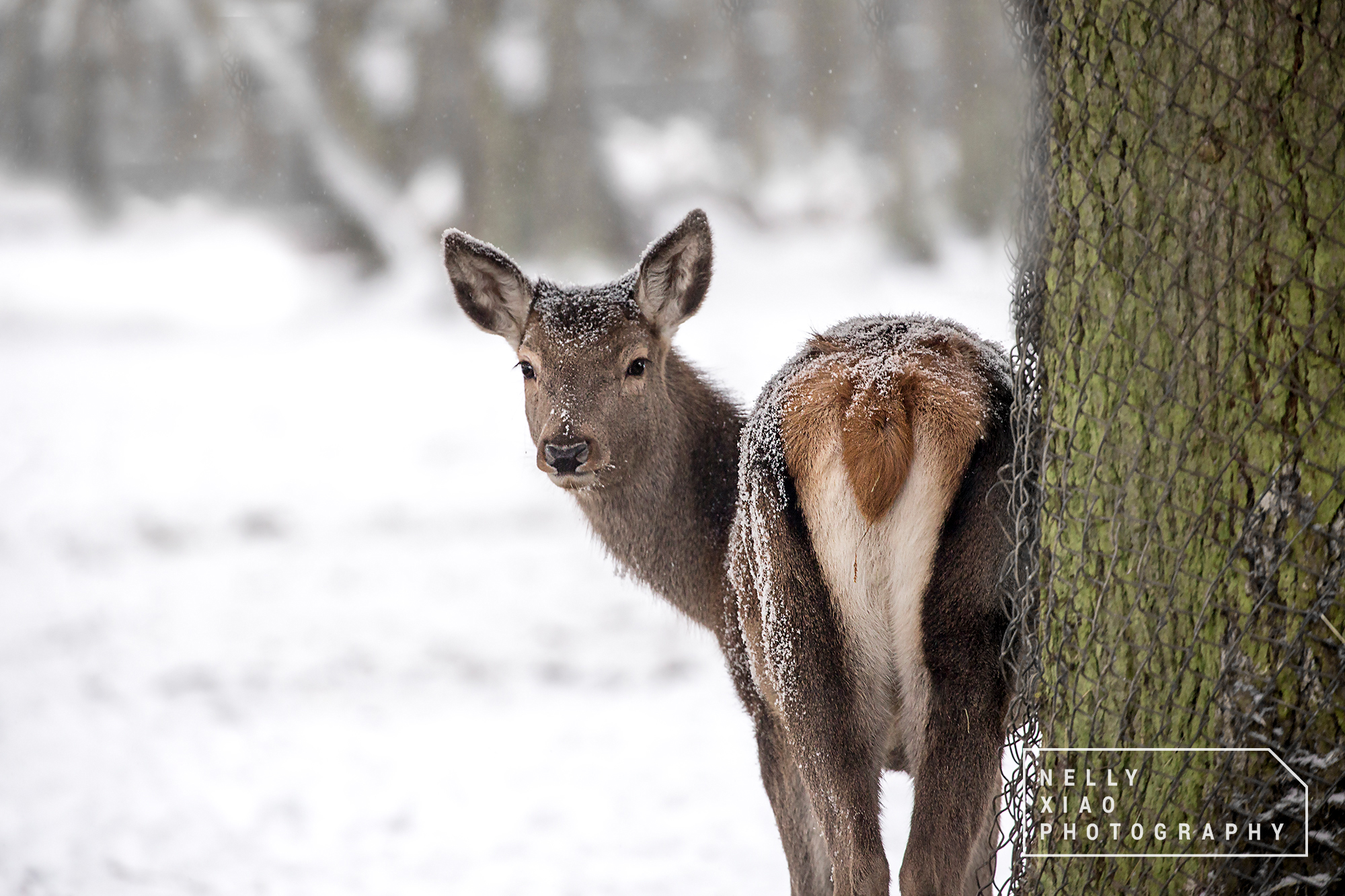 red deer.jpg