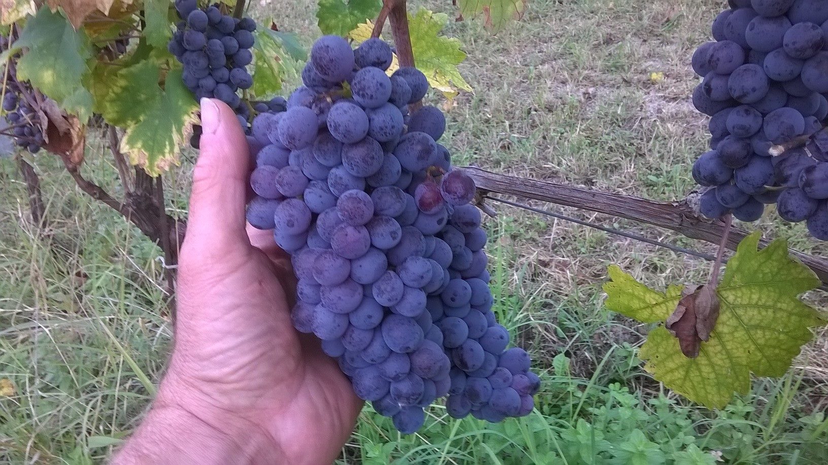 Vendemmia 2015 #1.jpg