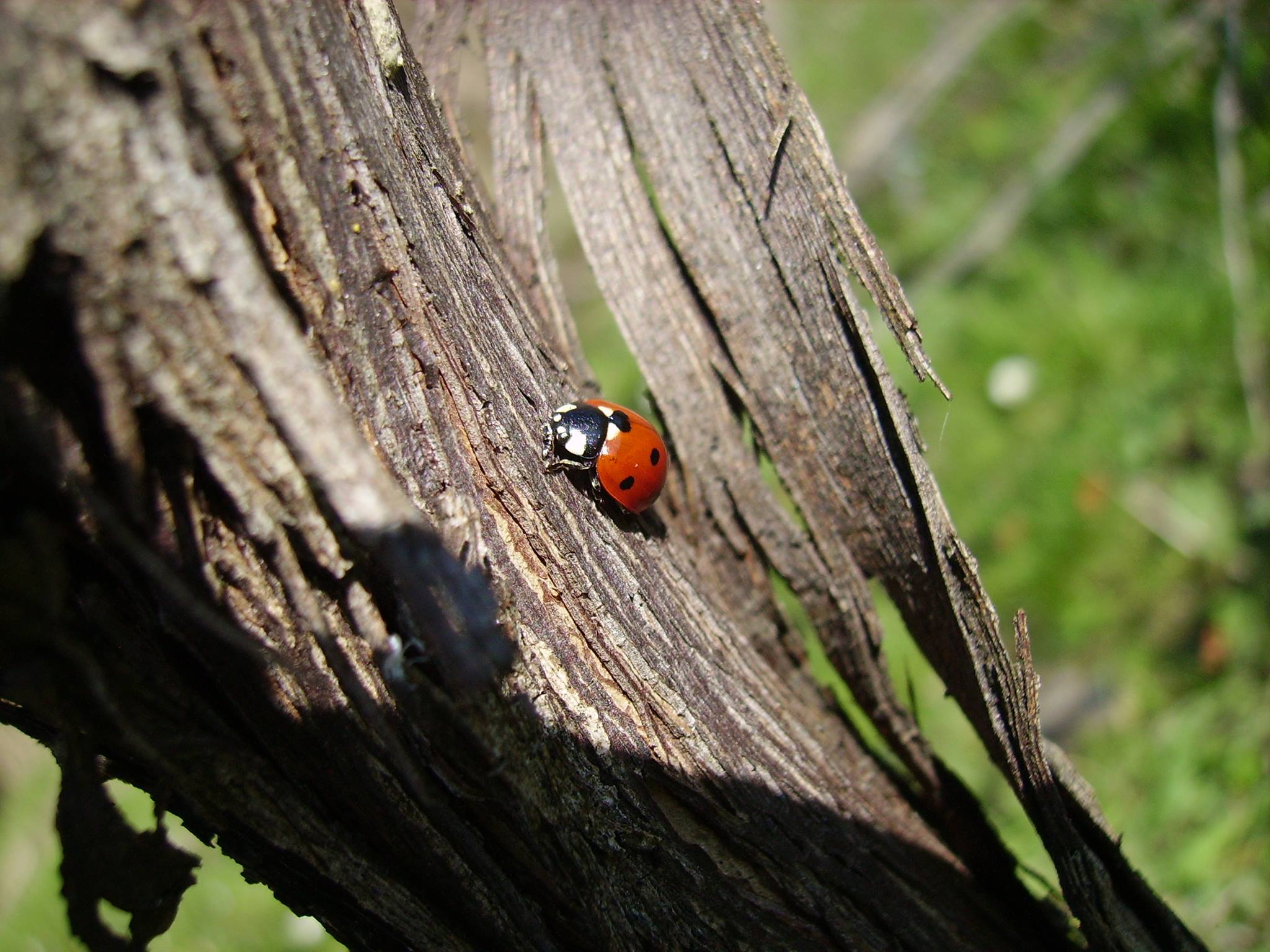 Coccinella #2.jpg