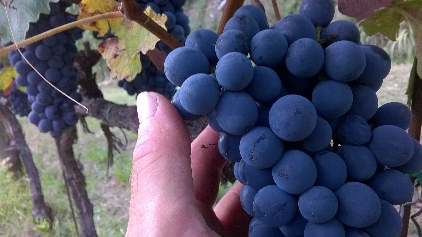 Barbera del Monferrato