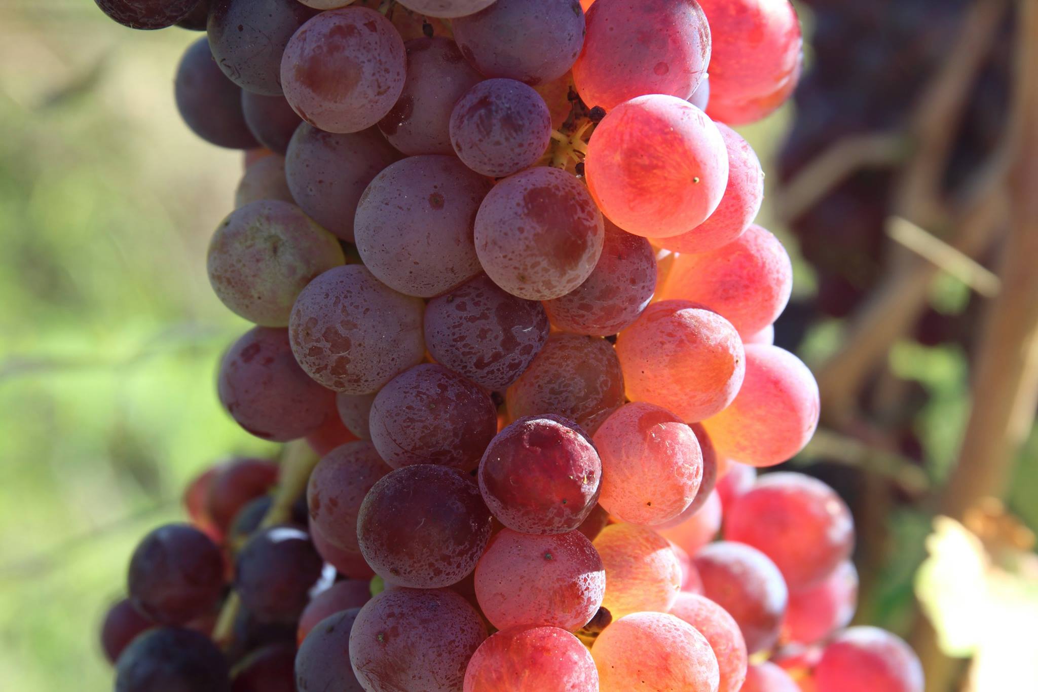 Grignolino grape