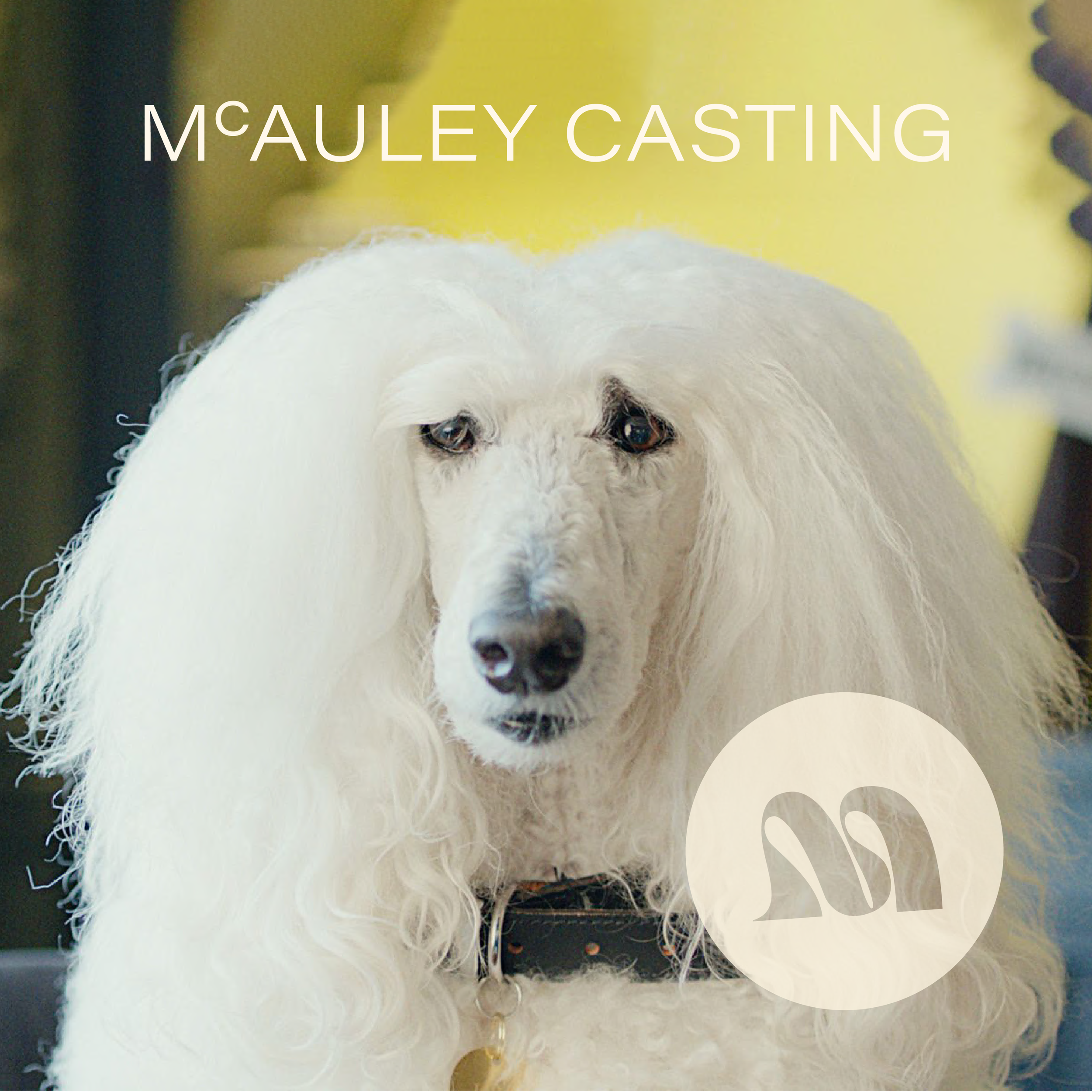 MC CASTING_dog.png