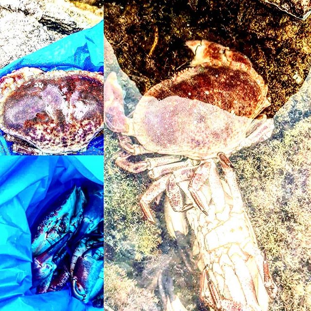 I couldn't bare to see these 4 🦀 suffering in a supermarket on the fish counter #doomed awaiting their fate 😢 so they got to go back home 🌊🙌🏻 #friendsnotfood #haveaheart 💗 choose #plantbaseddiet #veganfortheanimals #kindnessmatters #vegan #anim