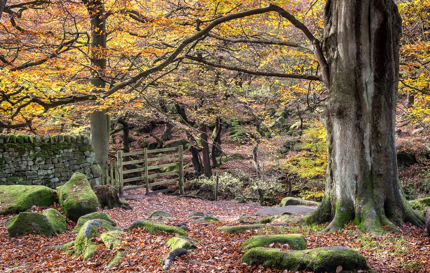 20141028_padley_0229-Edit-2.jpg