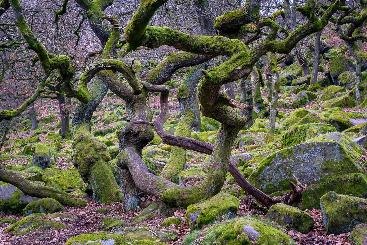 20180223_derbys-279-Edit.jpg