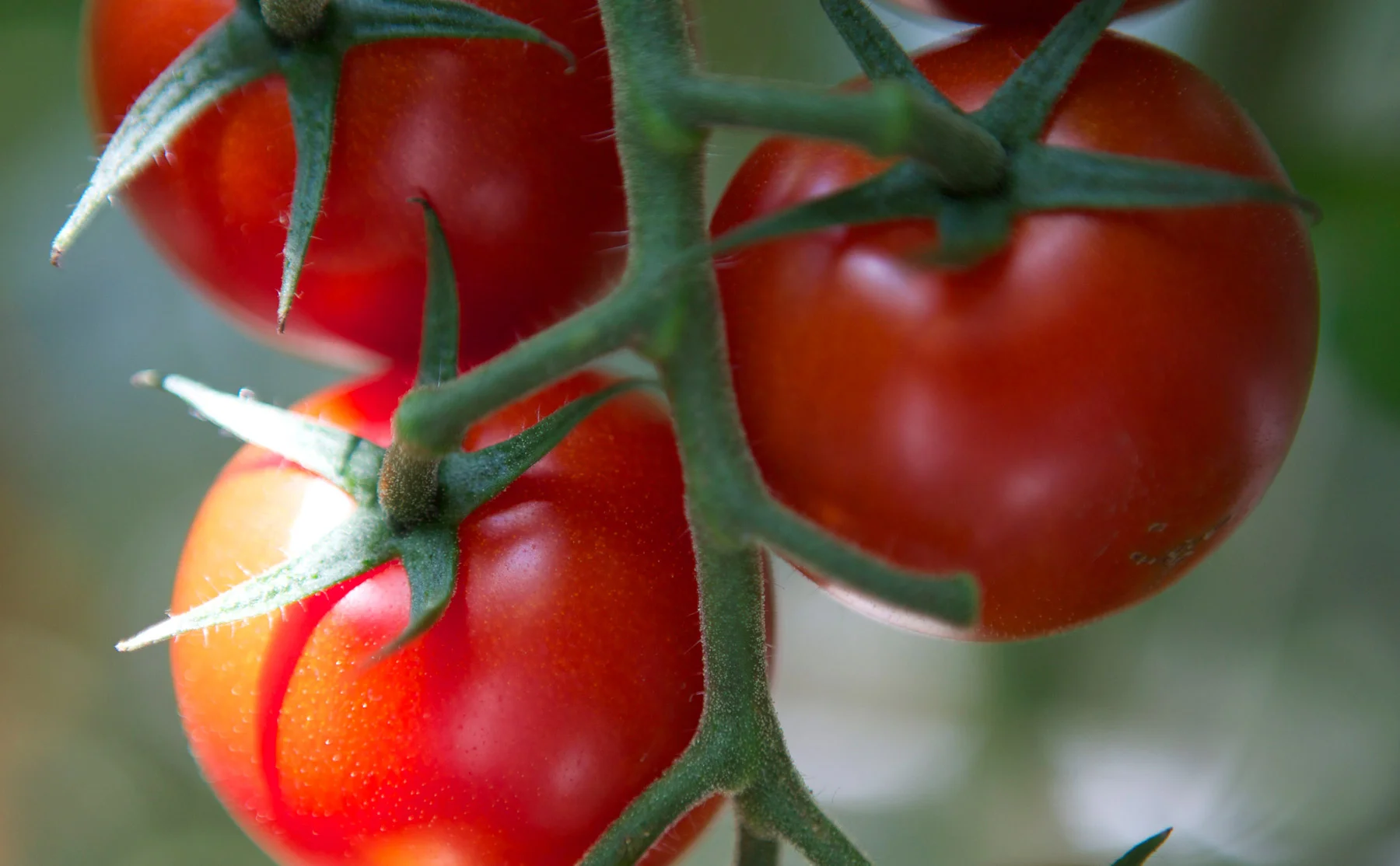 aps-salad-discover-banner-2.jpg